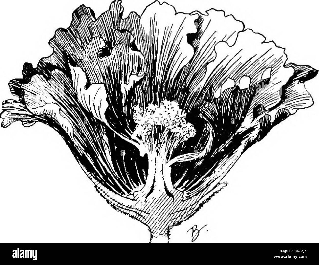 . Beginners' botanique. La botanique. 142 débutants' apparence botanique d'être l'une fleur avec une bordure de pétales. De tels est le tournesol (Fig. 189), l'aster, baccalauréat ou bleuet, Daisy et sur le terrain (Fig. 211). Ces longues corolle- membres sont appelés rayons. Dans certaines cultures composites, tous les fleurons peuvent développer des rayons, comme dans le dahlia et chrysan- themum. Dans certaines espèces, comme le pissenlit, toutes les fleurs ont naturellement un soleil. Arrangement d'un Syngenesious- thers est le plus caractéristique de la fonction unique de composites. Fleurs doubles. -Sous l'impulsion de la culture^et l'augmentation de l'approvisionnement, Banque D'Images