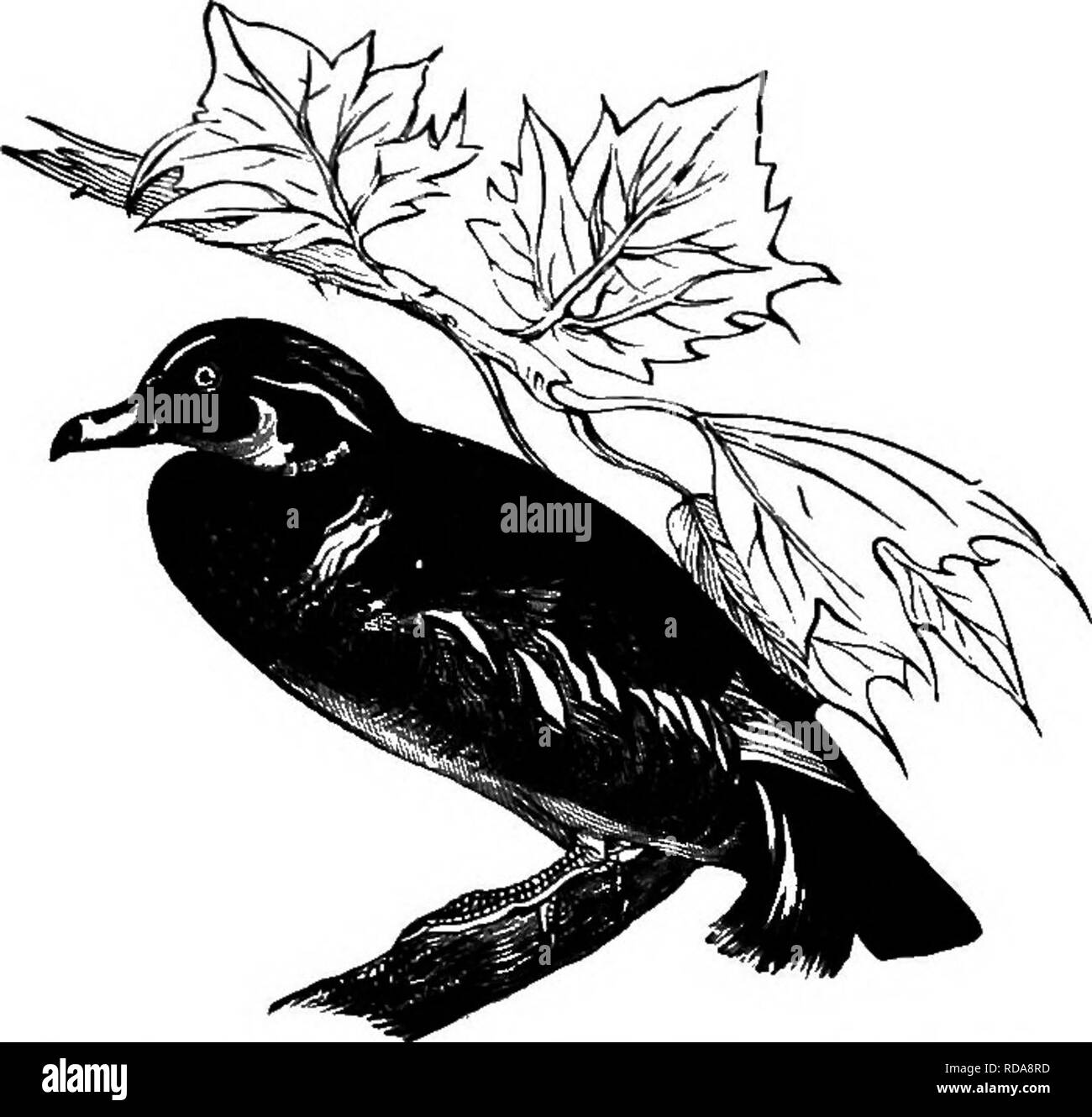 . Clé d'oiseaux de l'Amérique du Nord. Contenant des indications succinctes sur chaque espèce d'oiseau vivant et fossile connu à l'heure actuelle du continent au nord de la frontière du Mexique et des États-Unis, y compris le Groenland et Basse Californie, avec qui sont intégrées d'ornithologie générale : un aperçu de la structure et la classification des oiseaux ; et de l'ornithologie de terrain, un manuel de la collecte, la préparation et la conservation des oiseaux. Les oiseaux ; les oiseaux. 698.-LAMELLIBOSTBES SYNOPSIS SYSTÉMATIQUE-ANSEBES. long-caudales. Une étrange ainsi que plus beau genre ; les Chinois Mandarin, A. galericulata, est plus stiU rem Banque D'Images