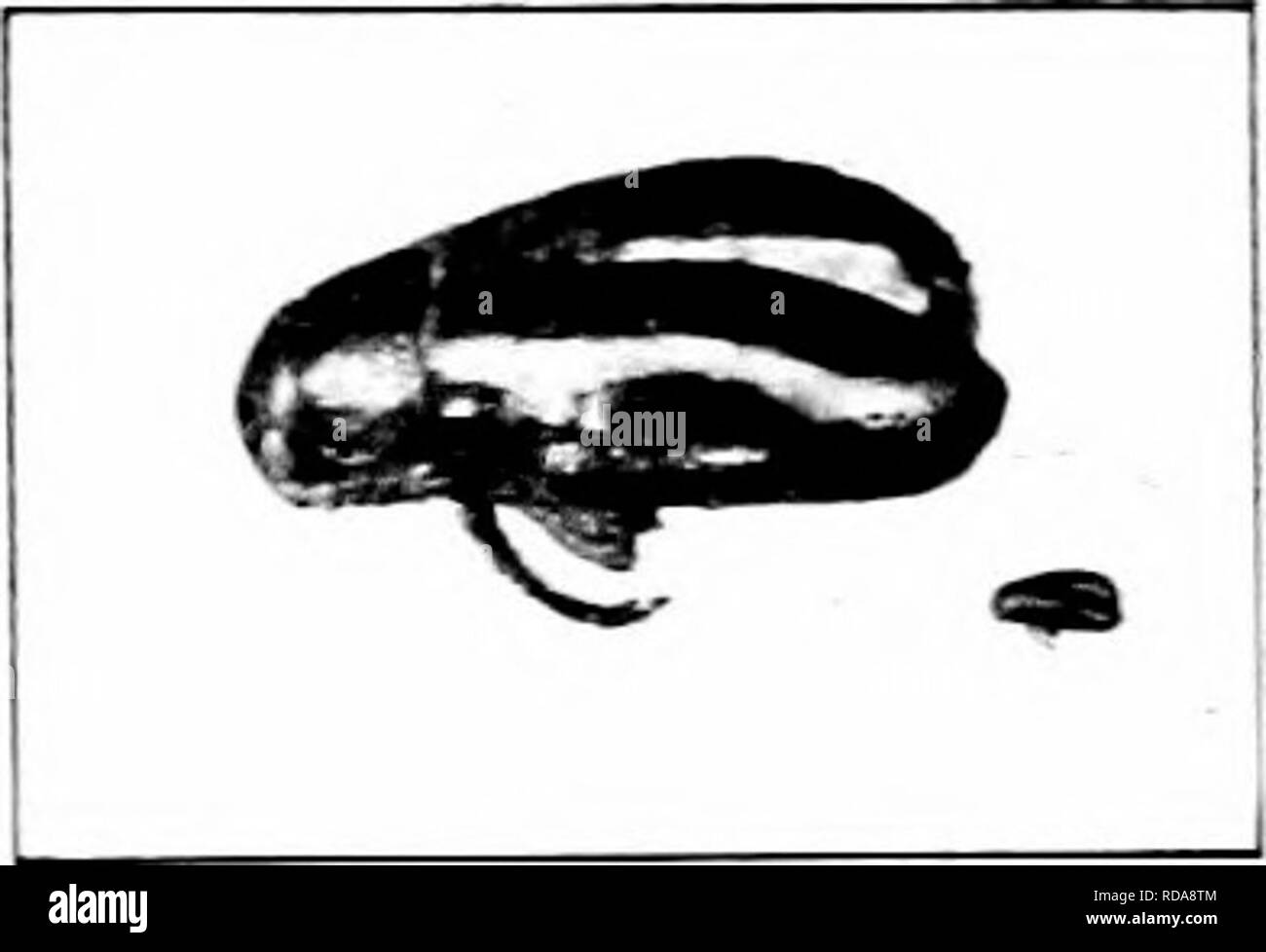 . Insectes nuisibles : la manière de reconnaître et de les contrôler . Les insectes nuisibles ; les insectes nuisibles. r.G. '.Jo. - Les puces à rayures pâles-beetle. Ealarged et grandeur nature. L'original. Fig. lt&gt;4. - Travail de la puce-bagués beetle. Orig- inal. Le bar rayé Flea beetle-Phyllotrefa rittata (Fab.) Le chou, les navets, et les récoltes sont préférés b}" cette espèce de coléoptère aux puces. Les adultes font de nombreux petits trous dans les feuilles, et le mince, blanchâtre lar'æ vivent dans le sol, il se nourrit principalement sur les racines d'^•iverses les mauvaises herbes de la même famille. L'adulte est un huitième d'un pouce de long, noir, chaque aile cov Banque D'Images