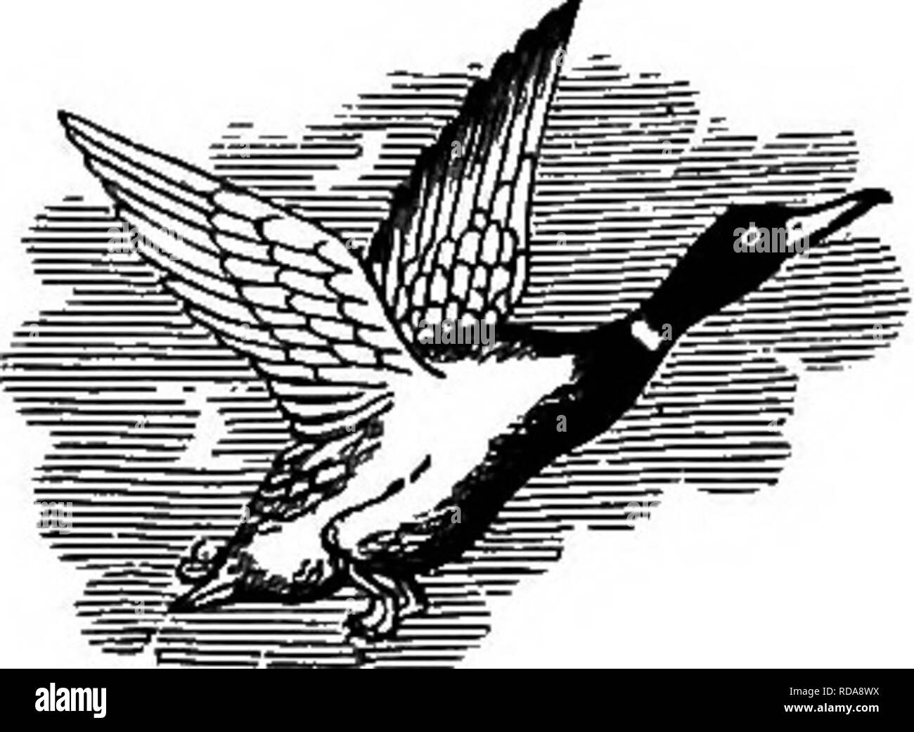 . Clé d'oiseaux de l'Amérique du Nord. Contenant des indications succinctes sur chaque espèce d'oiseau vivant et fossile connu à l'heure actuelle du continent au nord de la frontière du Mexique et des États-Unis, y compris le Groenland et Basse Californie, avec qui sont intégrées d'ornithologie générale : un aperçu de la structure et la classification des oiseaux ; et de l'ornithologie de terrain, un manuel de la collecte, la préparation et la conservation des oiseaux. Les oiseaux ; les oiseaux. PHCENICOPTERIDM : flamants. 679 "87. P. ru'ber. (Lat. ruber, rouge. Cochon. 469.) American Flamingo REF. ^ 9 adultes : Plu- mage écarlate, les primaires et la plupart de la secon Banque D'Images