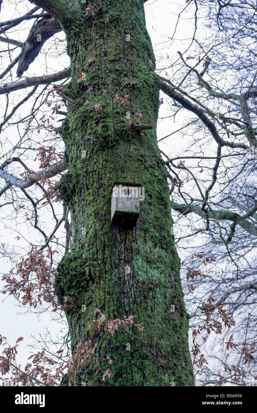 Nichoir oiseaux sur un tronc d'arbre. United Kingdom Banque D'Images