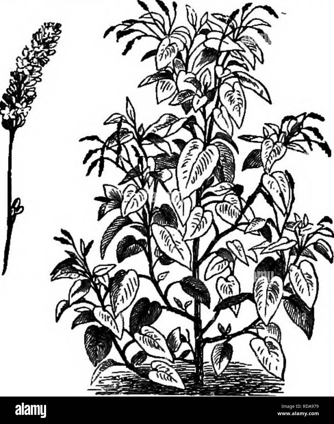 . Sur la ruche Langstroth &AMP ; abeille. Les abeilles. Fig. 170. CLEOME PUNGENS. Leguminosae :-Judas tree (Fig. 169), qui fleurit très tôt. Locust Tree. La glycine, criquet du miel, blanc, rouge et. Fig. 171. Mauvaises herbes-NŒUD. (Polygonum orientale.) trèfle alsike, Mélilot (Fig. 161), de Lucerne ou de luzerne, pois, haricots, lentilles, vesces, pois perdrix, False-Indigo. Wild. Veuillez noter que ces images sont extraites de la page numérisée des images qui peuvent avoir été retouchées numériquement pour plus de lisibilité - coloration et l'aspect de ces illustrations ne peut pas parfaitement ressembler à l'œuvre originale.. Ruche Langstroth, L. L. (Lorenzo Banque D'Images