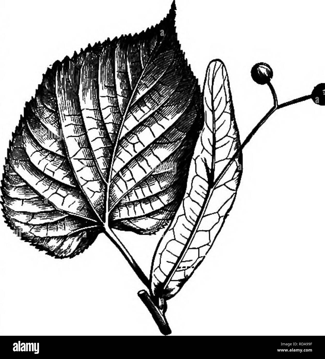 . Sur la ruche Langstroth &AMP ; abeille. Les abeilles. Le pâturage. 403 miel blanc les rendements d'une saveur forte, et, comme elle s'épanouit lorsque les deux les essaims et parent-colonies sont habituellement popula- lous, le temps réglé, et d'autres fourrages-abeille rare, sa valeur à l'abeille-keeper est grande. "Ici, la tâche leur délicieux abeilles fervent dans l'essaimage des millions ont tendance : autour, en travers. Grâce à l'air doux l'ONU occupé voler. S'accrocher à l'oeuf, et avec tube inséré. Sucer son essence pure, son âme éthérée." -Thomson. Cet arbre majestueux, orné de belles grappes de fleurs odorantes, vaut bien Banque D'Images