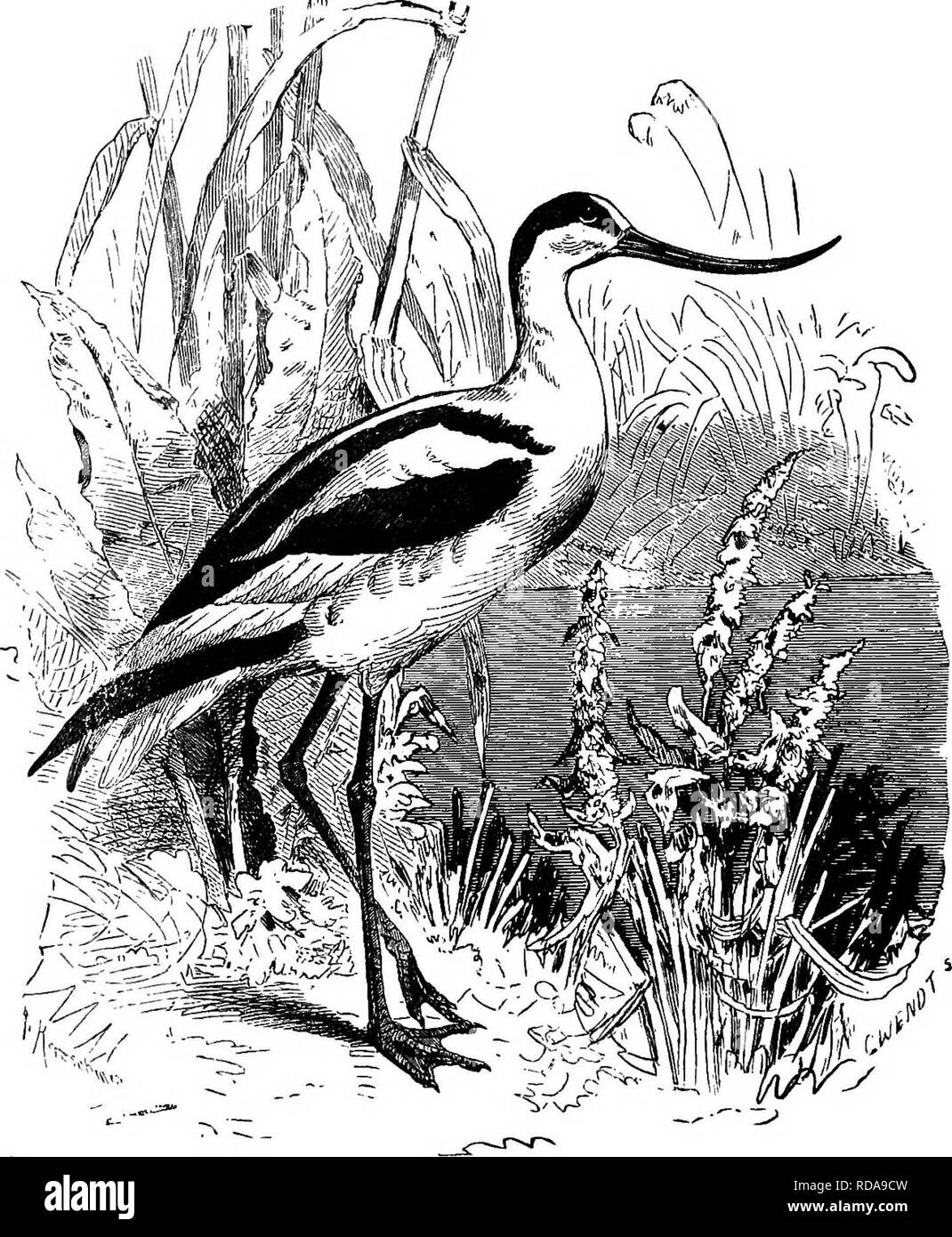 . Clé d'oiseaux de l'Amérique du Nord. Contenant des indications succinctes sur chaque espèce d'oiseau vivant et fossile connu à l'heure actuelle du continent au nord de la frontière du Mexique et des États-Unis, y compris le Groenland et Basse Californie, avec qui sont intégrées d'ornithologie générale : un aperçu de la structure et la classification des oiseaux ; et de l'ornithologie de terrain, un manuel de la collecte, la préparation et la conservation des oiseaux. Les oiseaux ; les oiseaux. 610 UN SYSTÈME TIC SYNOPSIS. - LIMICOLJE. 224. et plein-pieds palmés ; le projet de loi est décidément recourbé, aplati, et s'effile à une aiguille, comme point ; le corps est&gt ; dépression ; Banque D'Images