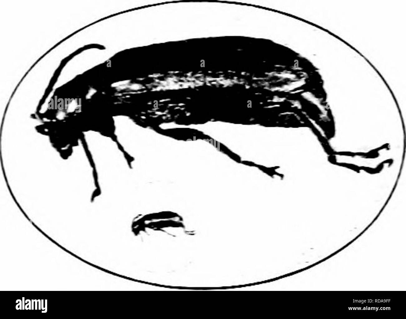 . Insectes nuisibles : la manière de reconnaître et de les contrôler . Les insectes nuisibles ; les insectes nuisibles. Les ravageurs DU GABDEX 112 AXD GRANDES CULTURES deux cinquièmes d'un pouce de long, mince, blanchâtre ou jaunâtre, et a une tête noire ou brune. L'adulte est un petit coléoptère, de verdâtre, un quart de pouce de longueur. C'est. Fig. 7-t. -La racine de maïs de l'Ouest- ver. Des profils. Grande et natu- ral taille. Orieinal. trouve occasion- allié sur les melons. orsquashes avec son parent, le cu- cumber beetle, mais est plus susceptible d'être vu sur sun- fleurs, golden rod, ou des fleurs de chardon. Il y a une génération par année. L Banque D'Images