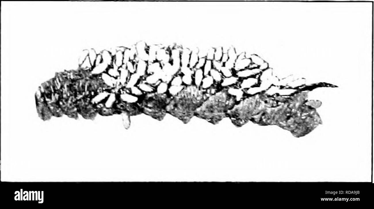 . Insectes nuisibles : la manière de reconnaître et de les contrôler . Les insectes nuisibles ; les insectes nuisibles. Fig. 49. -Les Œufs d'un parasite sur une coupe- ver. Original. sa vie, le parasite périt. JNIany les insectes parasites vivent dans le liodies de leurs hôtes. Un exemple bien connu est trouvé dans l'espèce qui pond ses œufs dans le corps du ver de tomate, le ver parasite enfin rongeant leur chemin vers la surface, où ils tournent, minuscules cocons blancs sur le corps de leur hôte. Pour la plupart d'entre nous, le travail formidable de para- sitic espèces prédatrices et the destro dans^â insectes ravageurs ing passe inaperçu. C'est porté Banque D'Images