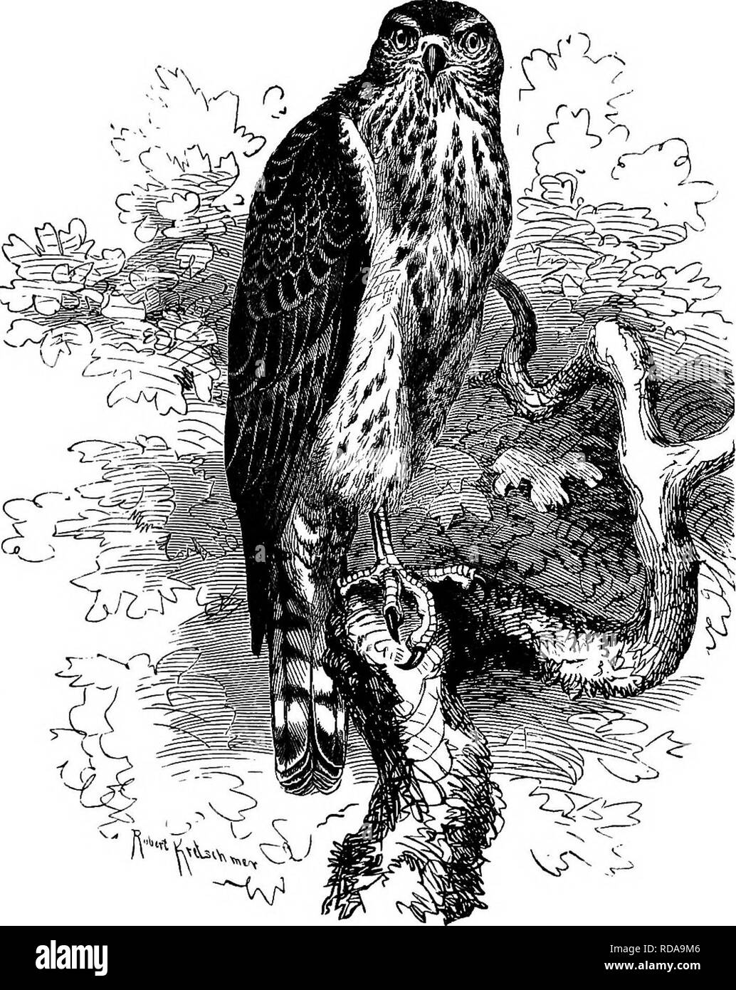 . Clé d'oiseaux de l'Amérique du Nord. Contenant des indications succinctes sur chaque espèce d'oiseau vivant et fossile connu à l'heure actuelle du continent au nord de la frontière du Mexique et des États-Unis, y compris le Groenland et Basse Californie, avec qui sont intégrées d'ornithologie générale : un aperçu de la structure et la classification des oiseaux ; et de l'ornithologie de terrain, un manuel de la collecte, la préparation et la conservation des oiseaux. Les oiseaux ; les oiseaux. CCIPITBINjE FALCONID^ - UN : HA jrKS. 529 par espèce de Buteo). Les couleurs et les variations du plumage de cette espèce étant pratiquement les mêmes que celles de A. fuscus, besoin Banque D'Images