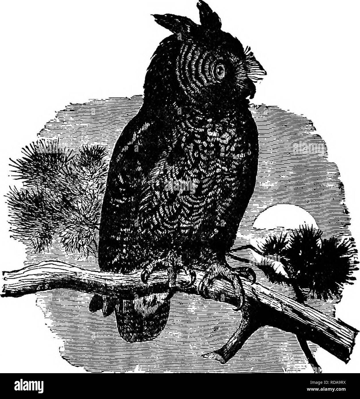 . Clé d'oiseaux de l'Amérique du Nord. Contenant des indications succinctes sur chaque espèce d'oiseau vivant et fossile connu à l'heure actuelle du continent au nord de la frontière du Mexique et des États-Unis, y compris le Groenland et Basse Californie, avec qui sont intégrées d'ornithologie générale : un aperçu de la structure et la classification des oiseaux ; et de l'ornithologie de terrain, un manuel de la collecte, la préparation et la conservation des oiseaux. Les oiseaux ; les oiseaux. 504 SYNOPSIS SYSTÉMATIQUE. -BAPTOBES STBIGES -. céder à la chouette lapone, stature et à aucune autre dans l'esprit, est un habitant de l'Am., représenter Banque D'Images