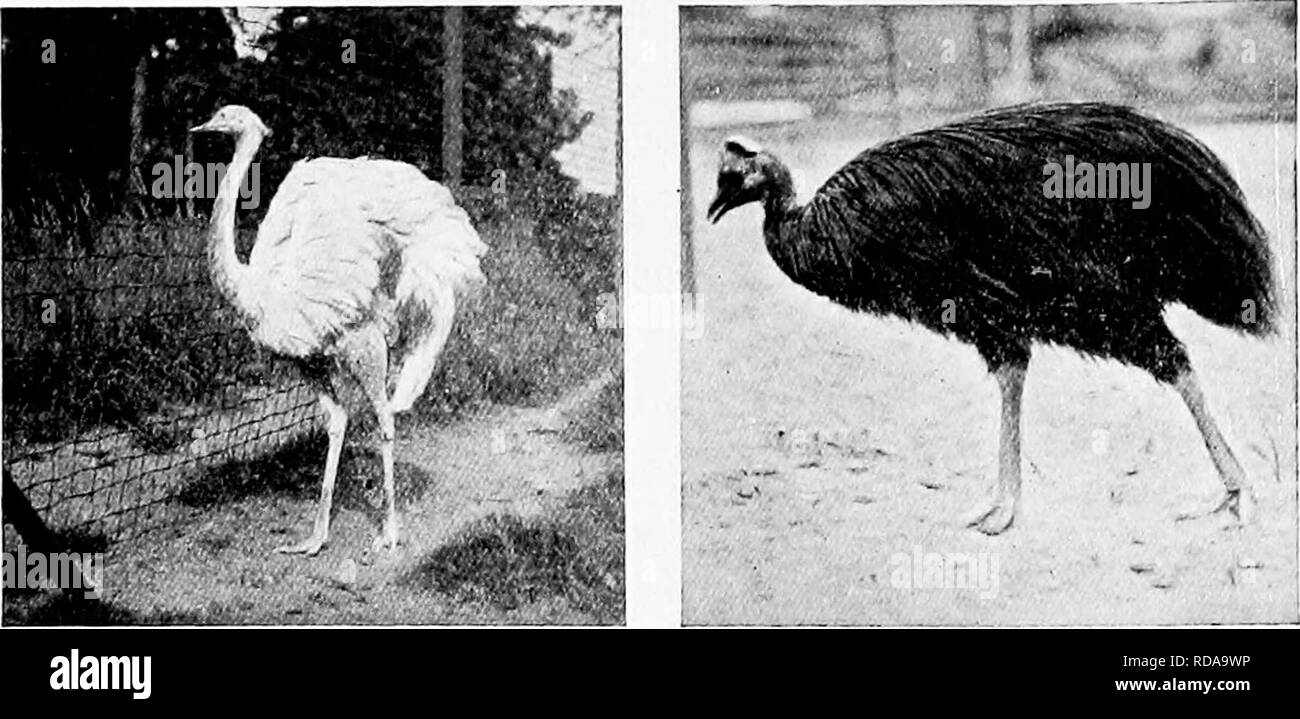 . Guide officiel populaire à la New York Zoological Park. New York Zoological Park. Deux GITIDE 164 POPULAIRES.. CASSOWARY. Son tarsométatarse, est nettement bleutées, et sombre. Il s'agit de l'espèce de la moitié sud de l'Afrique, maintenant afin d'élevage avec succès dans la colonie du Cap pour ses plumes que la récolte annuelle est dit pour produire environ 5 000 000. Et c'est cette espèce qui est conservé sur le ostricli de fermes de la Californie et l'Arizona. L'Afrique du Nord, le Soudan ou l'autruche, l'caineliis (S.), est la première et la plus longue des espèces connues. Le cou, les cuisses et avant les balances sont d'un métatarsien décidé couleur rose. Trio Banque D'Images