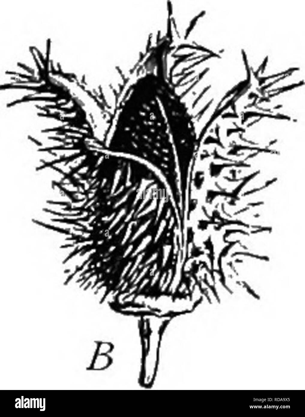 . Un texte-livre de botanique pour les écoles secondaires. La botanique. o. 292.- Thorn-apple (famille des solanacées) : A, section longitudinale de fleur ; B, déhiscence des fruits (bur).-Af- ter baillon.. Veuillez noter que ces images sont extraites de la page numérisée des images qui peuvent avoir été retouchées numériquement pour plus de lisibilité - coloration et l'aspect de ces illustrations ne peut pas parfaitement ressembler à l'œuvre originale.. John Coulter, Merle, 1851-1928. New York, D. Appleton Banque D'Images