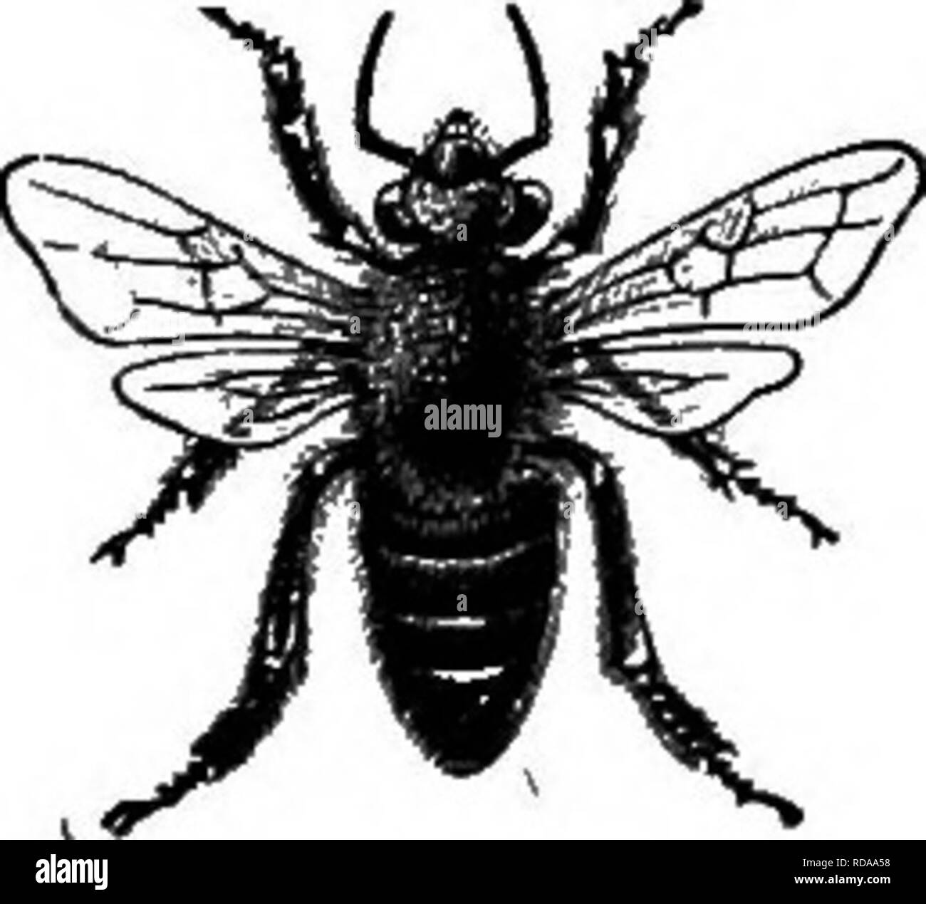 . Sur la ruche Langstroth &AMP ; abeille. Les abeilles. Ruche LANGSTROTH &AMP ; ABEILLE Révisé par DADANT Xxe siècle Edition. Veuillez noter que ces images sont extraites de la page numérisée des images qui peuvent avoir été retouchées numériquement pour plus de lisibilité - coloration et l'aspect de ces illustrations ne peut pas parfaitement ressembler à l'œuvre originale.. Ruche Langstroth, L. L. (Lorenzo Lorraine), 1810-1895 ; Dadant, C. P. (Camille Pierre), 1851-1938. Hamilton, Illinois , Dadant &AMP ; fils Banque D'Images