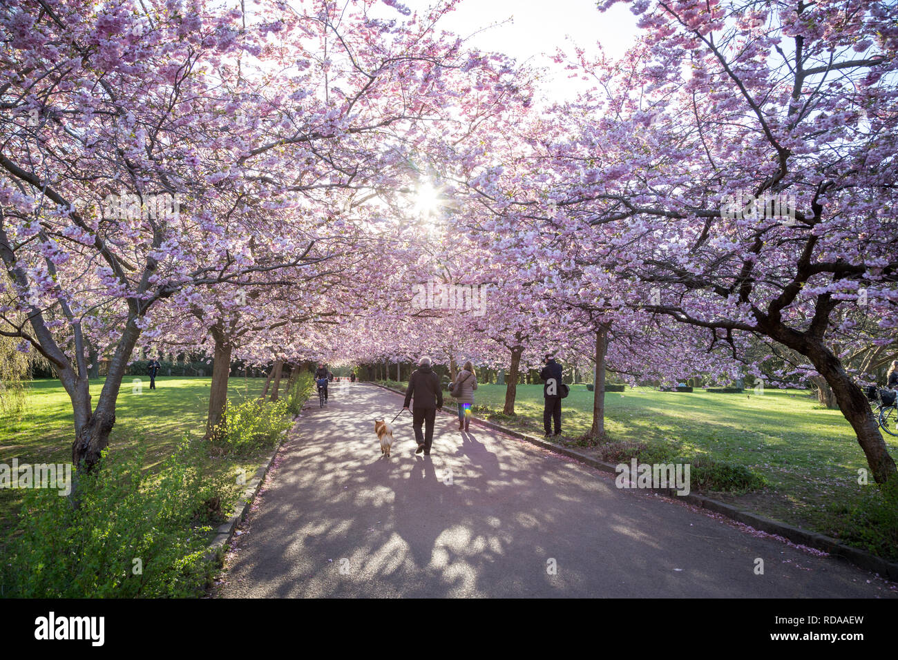 Fleur de cerisier au cimetière Bispebjerg à Copenhague Banque D'Images