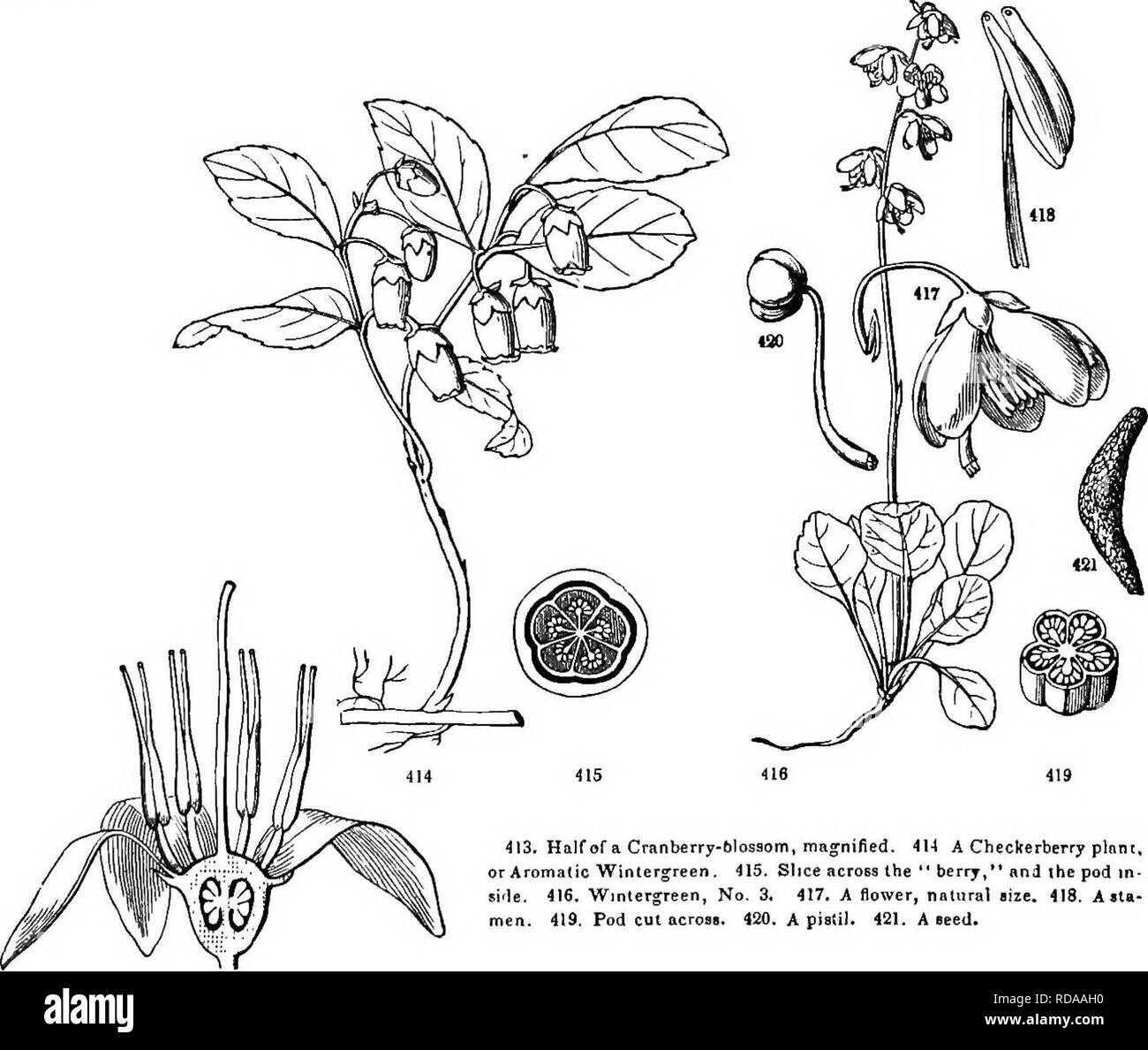 . La botanique pour les jeunes et les écoles communes. Comment les plantes poussent, une simple introduction à la botanique structurels. Avec une flore populaire, ou un arrangement et description des plantes communes, à la fois sauvage et cultivée. La botanique, la botanique. 168 Flore populaire. 63. Famille des éricacées. Le but des Éricacées. Distinguislied généralement par les anthères, ouverture par un pore ou petit trou en haut de chaque cellule., et de tous les autres ordres avec un monopetalous corolle, sauf les deux qui précède, en ayant les étamines libres de la Corolla, autant de ou deux fois plus que ses lobes. Mais les pétales sont parfois tout à fait séparément, especial Banque D'Images