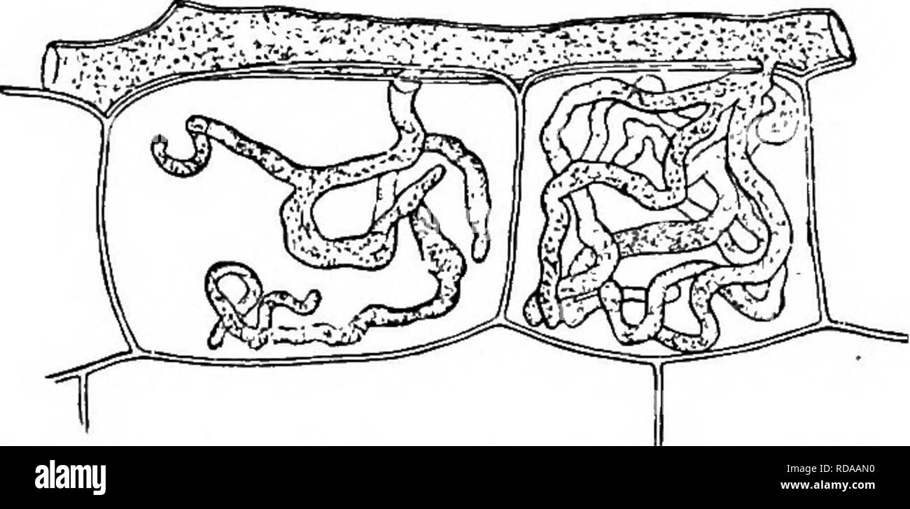 . Un texte-livre de botanique pour les écoles secondaires. La botanique. 142 un texte-livre OP BOTANIQUE sur un substrat adéquat ing germent et produisent de nouveaux mycéliums. Ces spores asexuées, bien que, ne sont évidemment pas les spores de natation, comme il n'y a pas moyen de l'eau à utiliser pour eux. Cette méthode de transfert étant impossible, les spores sont dispersées par les courants d'air, et doit être de plus en plus correspondre la lumière et pulvérulents. Il est intéressant de noter que certaines moisissures qui poussent dans l'eau de développer la natation les spores. Bien que la méthode ordinaire de la reproduction par la saison de croissance est au moyen de ces germer rapidement Banque D'Images