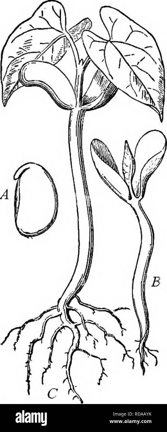 . Un texte-livre de botanique pour les écoles secondaires. La botanique. Fig. 81a.-Section de violet semence, embryons, montrant l'endosperme et testa.. Fig. 82.-semis d'bean : un embryon, retiré de testa ; B, jeune semis montrant l'hypocotyle cotyle- dons, et plumule ; C, plus seedhng montrant le premier entre-noeud, et les feuilles de la tige.-après. gris fait après le trempage dans l'eau depuis un certain temps - et redressé, il sera constitué de trois parties distinctes (Fig, 82). Le plus remarquable de ces derniers est les deux "moitiés" du bean, qui sont la semence-feuilles (les cotylédons) colleté d'alimentation de réserve. Ces Banque D'Images