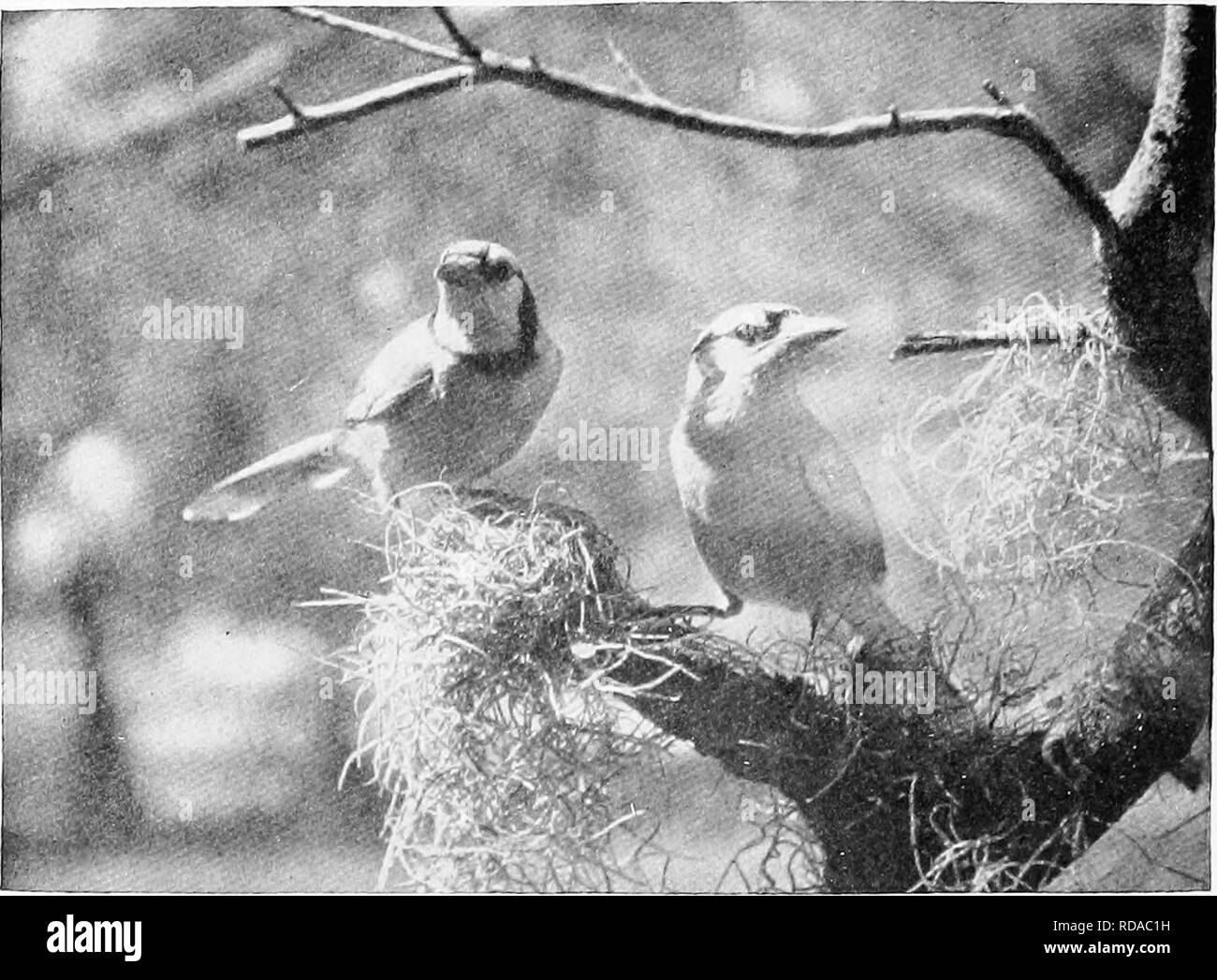 . [Articles sur les oiseaux à partir de National Geographic magazine]. Les oiseaux. Photo de Mme F. W. Roe le Geai bleu (voir page ^187) Le geai bleu, je le crains, est un reproljate ; mais, par dérogation" son penchant pour les œufs et les oisillons, et son évident jr.y à s'inquiéter d'autres oiseaux, il y a un air fringant, l'imprudence de lui qui nous fait la grâce ses fautes et comme lui malgré nous. Comme beaucoup d'hommes, il a besoin de l'inspiration de compagnie agréable pour faire ressortir le côté social de sa disposition. Quand à la maison il est très différent du bruit de la personne qui, avec des camarades tout aussi bruyant, erre dans les bois dans le Banque D'Images