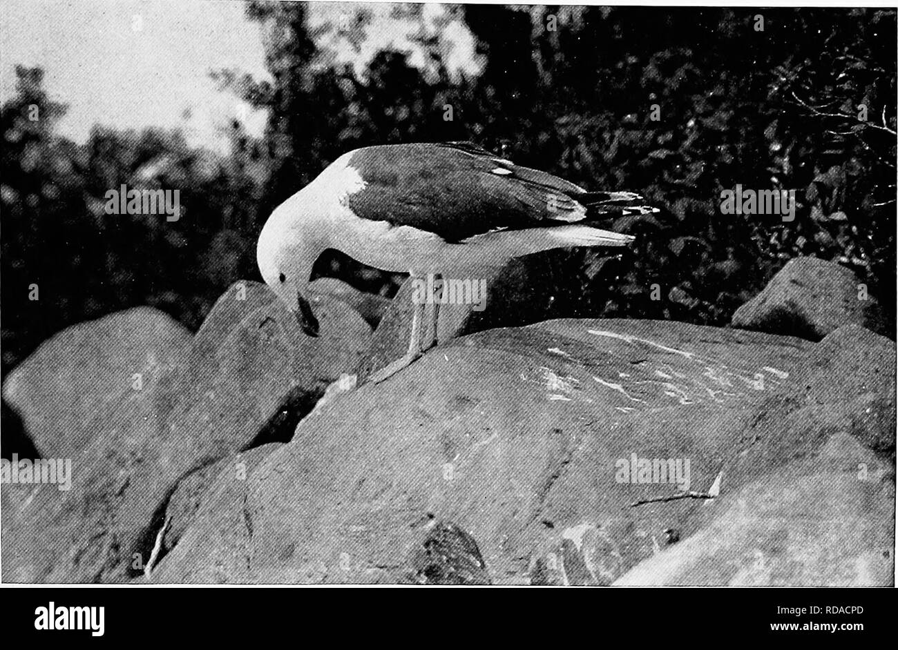 . [Articles sur les oiseaux à partir de National Geographic magazine]. Les oiseaux. Admirant LEUR Rlioto FlitT !j - Howard H. Cleave c'était un défaut parmi les black-dos. Il était souvent fait après le lissage a été complétée avec de nouveaux yeux et un changement de posture, la chouette semblait être le vrai, chose vivante ; en effet, il a travaillé presque trop bien lorsqu'il est mis hors de l'expérience. Le mannequin était perché bien en évidence sur une pente, et avec un compagnon J'ai rampé sous une voûte de branches de pin et a donné quelques réprimandes crow-demande d'amener sur la van- garde de la mob. Attaques sauvages par un faucon comme la magie, le poisson-corneilles Banque D'Images