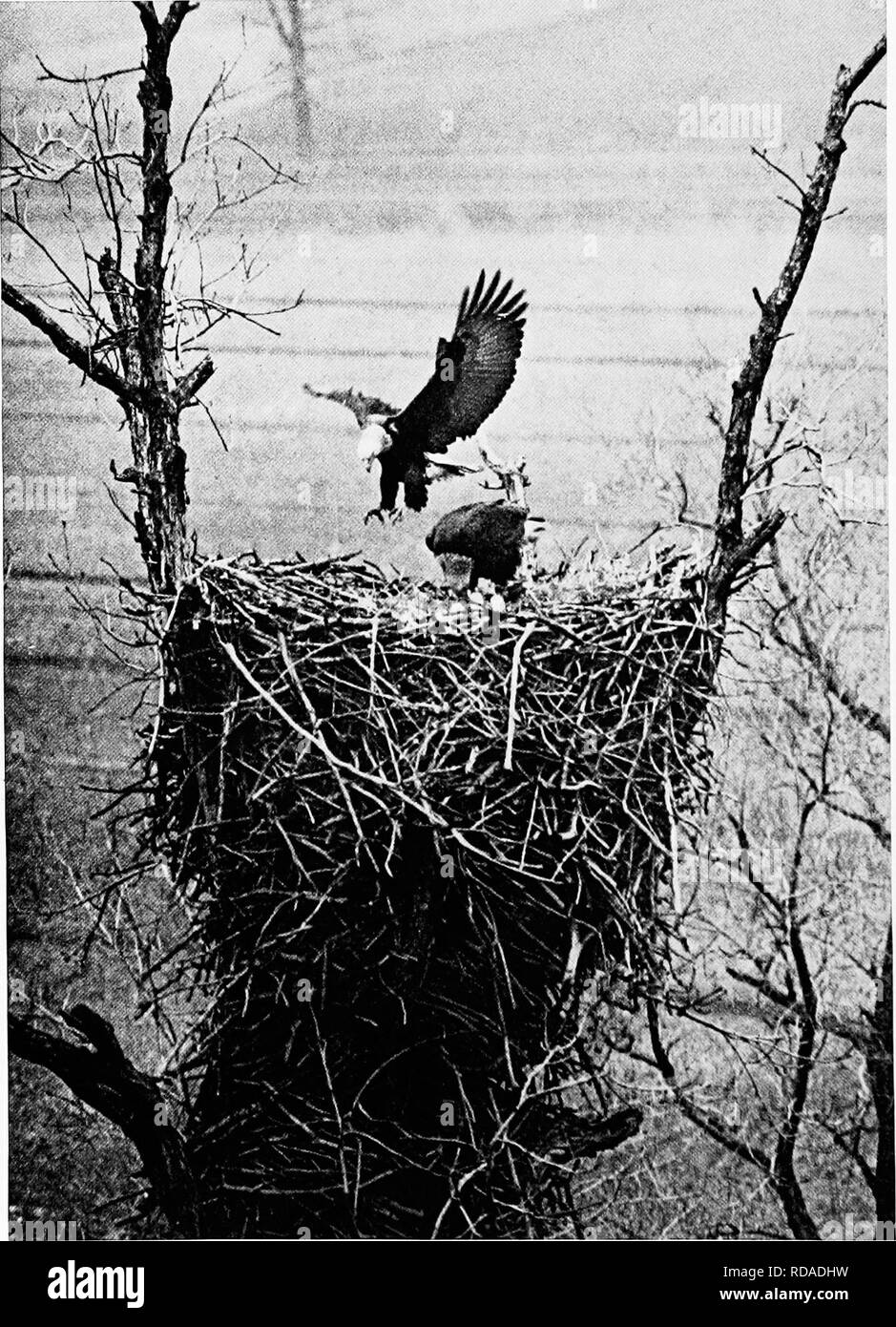 . [Articles sur les oiseaux à partir de National Geographic magazine]. Les oiseaux. 108 LA REVUE NATIONAL GEOGRAPHIC. Photographie de Francis 11. Ilerrick « jovii" d'oiseaux se niche près du soleil perché en haut d'un vieil arbre ou sur une corniche d'une falaise abrupte, le Pygargue à tête blanche construit son nid d'aigle. C'est son château, à laquelle il ajoute année après année, et où les générations successives d'aiglons sont élevés.. Veuillez noter que ces images sont extraites de la page numérisée des images qui peuvent avoir été retouchées numériquement pour plus de lisibilité - coloration et l'aspect de ces illustrations ne peut pas parfaitement Banque D'Images