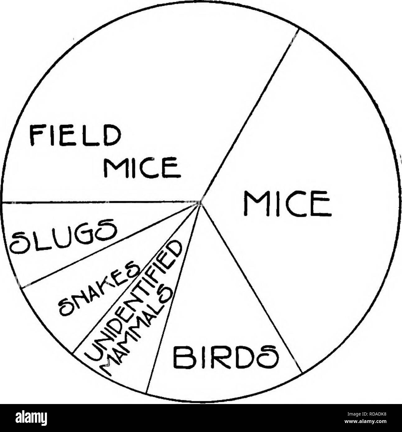 . Les ennemis naturels des oiseaux. Les oiseaux. 45 Haut de un cadre de fenêtre, tirer ses corps et ainsi parvenir à une poutre du toit, où il attrape un rat n'y cache. Les diagrammes montrent les proportions des différents types d'aliments trouvés dans cinquante-deux estomacs de cette espèce examinée par le professeur H. A. Surface. La soi-disant répandre adder ou de soufflage (Heteredon viper platyrhinos), un serpent venimeux dans les parties commune de Massa- chusetts, ressemblant en apparence une vipère, détruit les oiseaux et d'œufs dans une certaine mesure, mais comme le crotale de l'Ouest (Crotalus horridus), qui tue aussi les oiseaux, est plutôt lent et pas d'un goo Banque D'Images