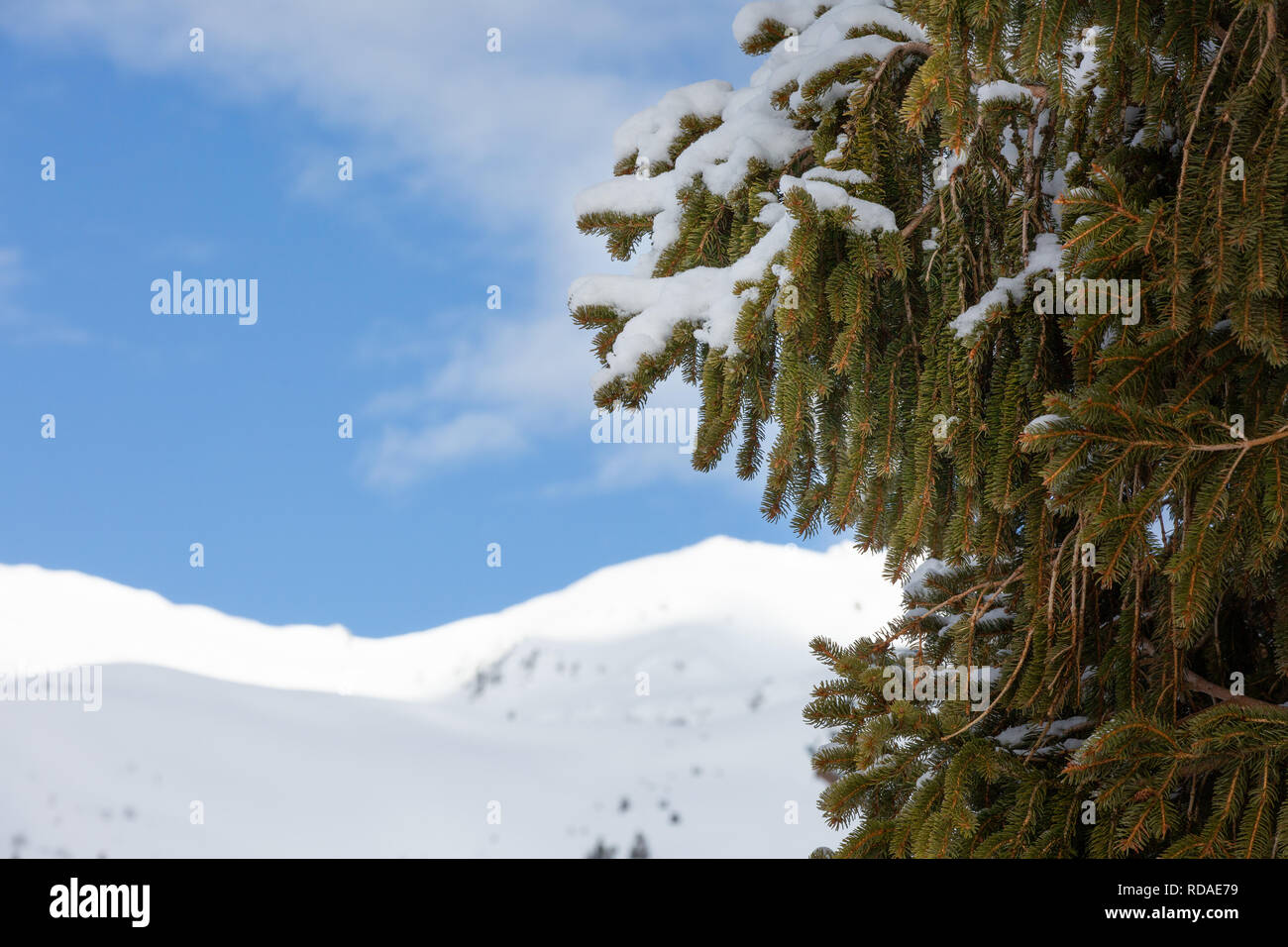 Branches d'épinette sur l'arrière-plan de sommets de montagnes enneigées. Arrière-plan flou Banque D'Images