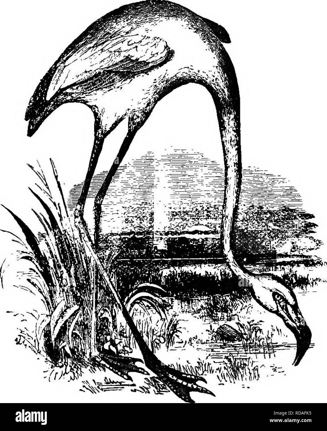 . L'illustre histoire naturelle : comprenant des descriptions des animaux, oiseaux, poissons, reptiles, insectes, etc., avec des esquisses de leurs propres habitudes et caractéristiques . Zoologie. Les taux d'VEKTEB 300. Le nid du préfet n'est qu'une légère dépression dans une touffe d'herbe. Les oeufs sont au nombre de quatre, d'un blanc verdâtre, blotched avec brun rougeâtre. Le Flamant Rose ressemble à le heron dans la forme, à l'exception de la loi," qui, dans sa forme, est très étrange. C'est deux ans avant qu'il atteigne sa couleur parfaite, ce qui est tout rouge, à l'exception de la douille-plumes, qui sont noires. Le nom est donné fioin Flamingo. Banque D'Images