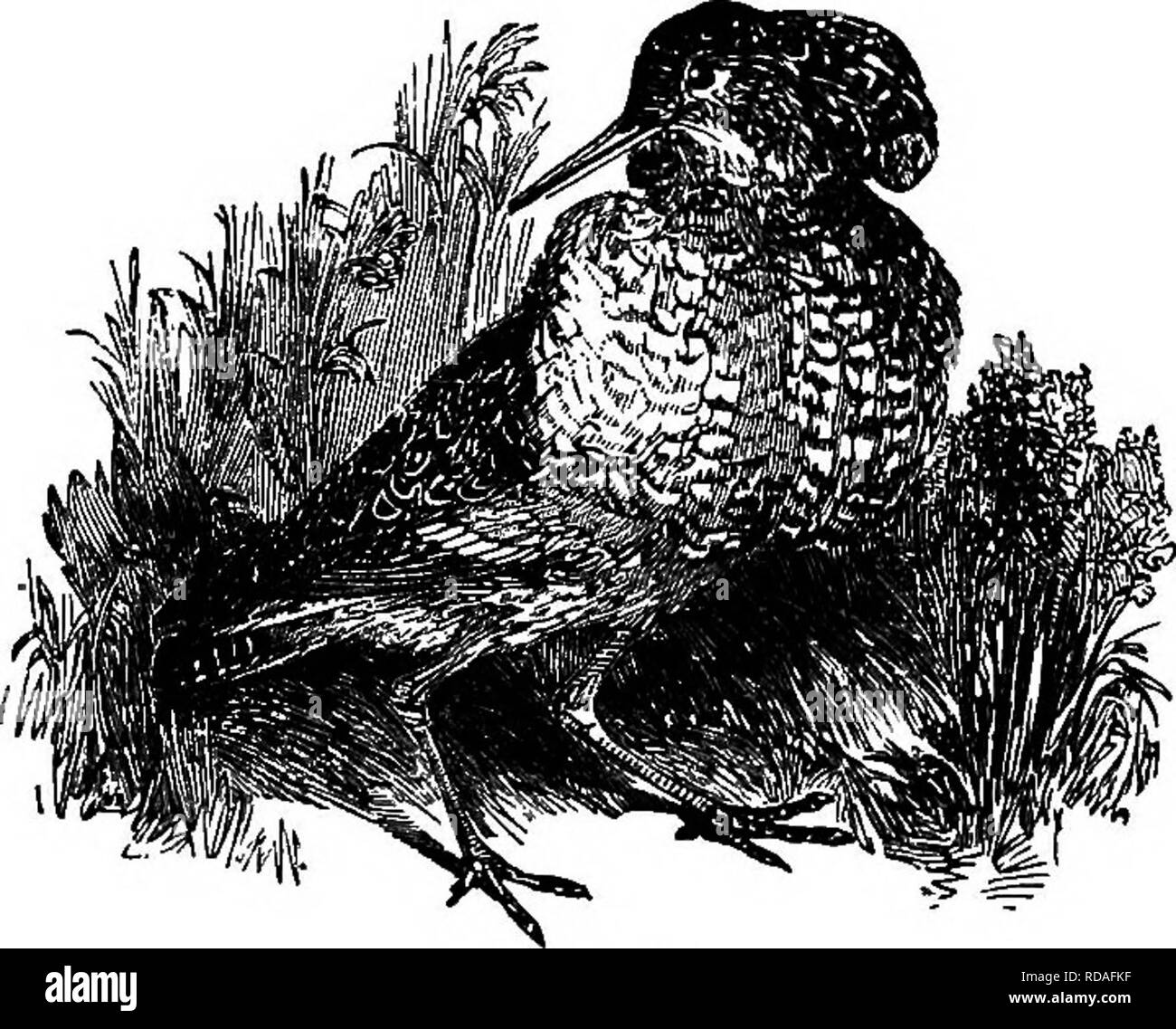 Lillustre Histoire Naturelle Comprenant Des Descriptions