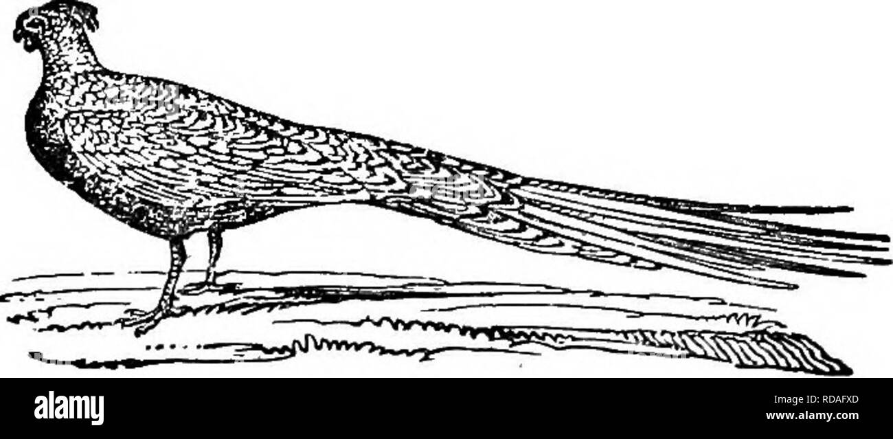 . L'illustre histoire naturelle : comprenant des descriptions des animaux, oiseaux, poissons, reptiles, insectes, etc., avec des esquisses de leurs propres habitudes et caractéristiques . Zoologie. Accueillis Le Faisan. ttey ils convaincre des étrangers, qui ont profiter d'existence que dans l'imagination. L'Ortalide à l'origine a été mis- de la Géorgie, et a com- plstely lui-même naturalisé en Angleterre. C'est un oiseau robuste, et les ours les mois froids très bien. Bien qu'il peut être apprivoisé, et viendra à être nourris avec la volaille, mais une timidité naturelle l'empêche d'être tho- roug'avbs domestiqués. Les jeunes Banque D'Images