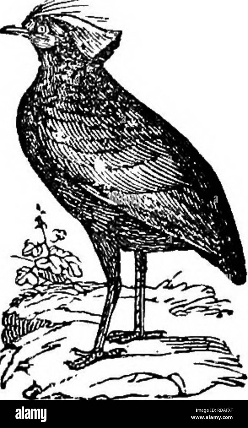 . L'illustre histoire naturelle : comprenant des descriptions des animaux, oiseaux, poissons, reptiles, insectes, etc., avec des esquisses de leurs propres habitudes et caractéristiques . Zoologie. SOAATOHERS. 277. Accueillis Le Faisan. ttey ils convaincre des étrangers, qui ont profiter d'existence que dans l'imagination. L'Ortalide à l'origine a été mis- de la Géorgie, et a com- plstely lui-même naturalisé en Angleterre. C'est un oiseau robuste, et les ours les mois froids très bien. Bien qu'il peut être apprivoisé, et viendra à être nourris avec la volaille, mais une timidité naturelle l'empêche d'être tho- roug'avbs dom Banque D'Images