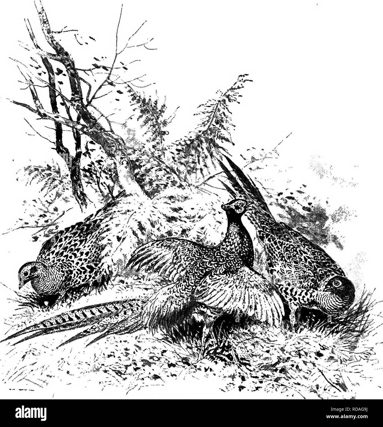 . Faisans fantaisie et leurs alliés. Faisans. Elliot's, CoppEtt et Reeves's Pheasant.s. 25 caudales, l'espèce est encore peu abondante et peu chère. C'est bien dommage, car c'est un très bel oiseau, et plus nandsome- pro duces hybrides avec l'ordinaire se reproduisent, la croix beaucoup augmenter la beauté o : leur laçage. Dans un cas, les oiseaux japonais ont été observées à garder et rester vrai dans une localité, mais combien de temps cela durerait est douteux. Comme l'oiseau adapté à la fois covert et volière cette espèce possède des reooramendatioas double, et donc c'est un des meilleurs moyens de garder, comme il serait facile Banque D'Images