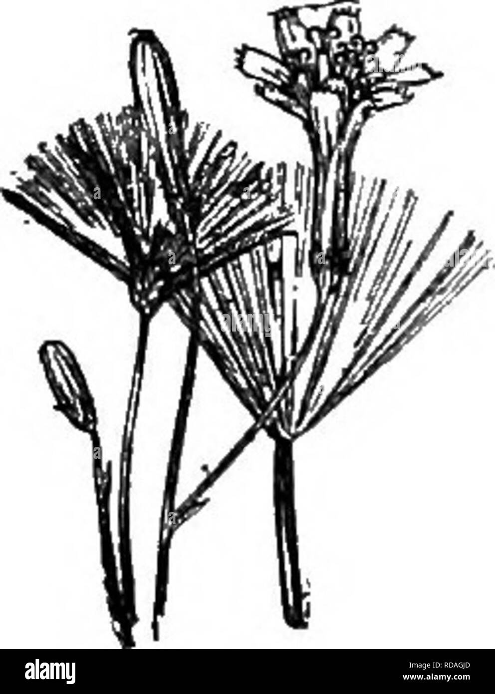 . Gray's nouveau manuel de botanique. Un guide des plantes à fleurs et de fougères de l'Europe centrale et nord-est des États-Unis. La botanique. 868] de la famille des Composées (composite) de 1024. L. villosa. § 3. MULGfeDIUM (Cass.) gris. Les achènes piéger quelqu'un, de forme oblongue, contracté dans un court bec épais ou du cou, annuelles ou bisannuelles, fleurs bleu principalement. * Pappus blanc. 12. L. villbsa Jacq. Biennale de hauteur, 1 à 2 m. de haut, avec de nombreux petits chefs dans une panicule lâche, sur les pédoncules divergents ; feuilles ovées à oblongues-lancéolées, pointues, fortement et parfois doublement dentées en scie, ou runcinate, parfois pubescentes sur le midr Banque D'Images