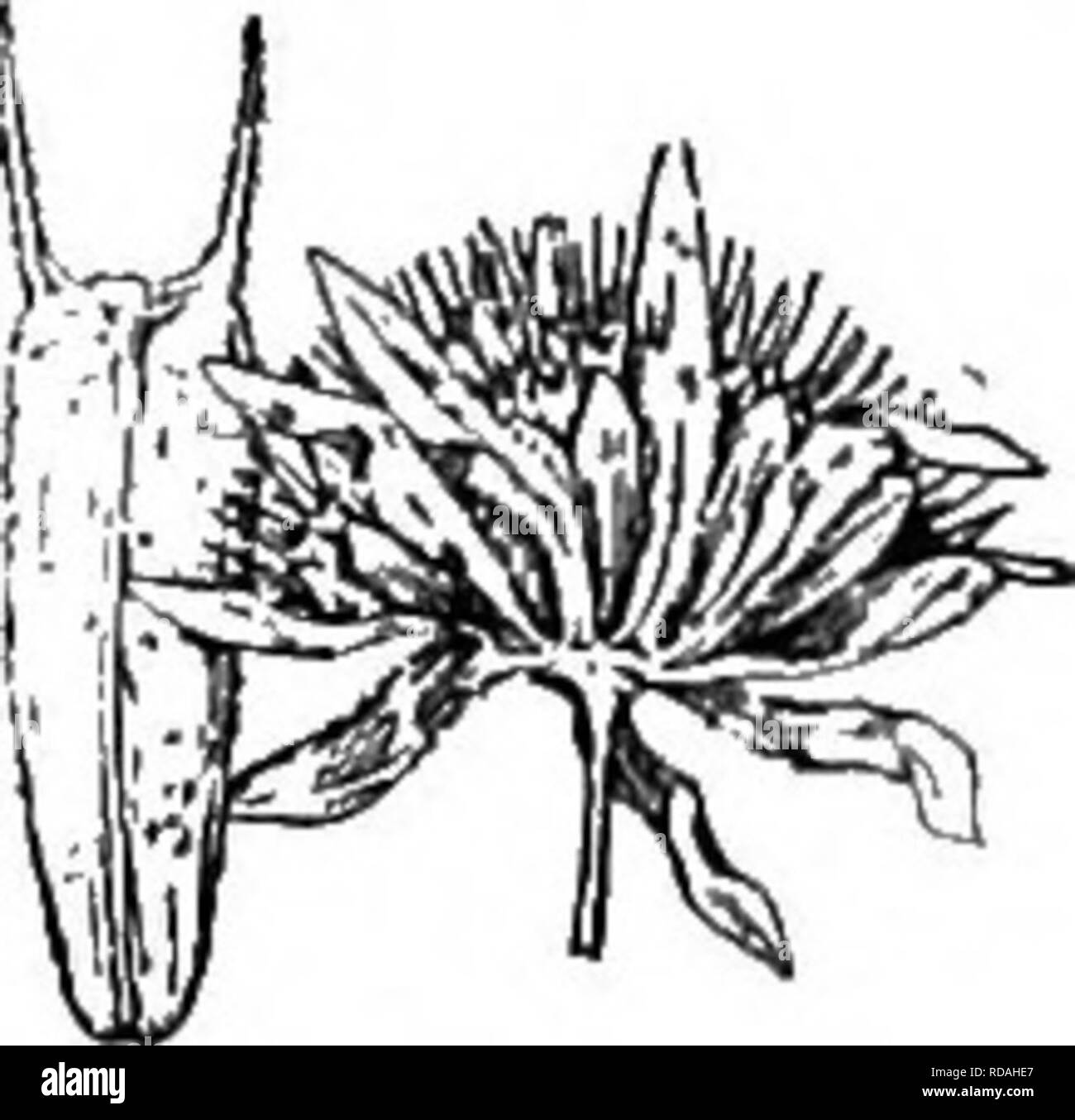 . Gray's nouveau manuel de botanique. Un guide des plantes à fleurs et de fougères de l'Europe centrale et nord-est des États-Unis. La botanique. B. discoidea. velues, 1 cm. ou plus long, avec 2 très effilée, l'ascension de l'arête rugueuse (6-8 mm. de long) dépassant le i-jaunâtre corolle crantée, et souvent 2 minutes dents intermédiaires. Coreopsis (Nutt.) - Rives du Delaware R. et La Baie. Sept., oct. Fig. 990. 2. B. Eatbni Fernald. Simples ou ramifiés, 2.5-6 dm. haute ; feuilles lancéolées, avec de longues- 990. B. bldentoidea acuiliinate. conseils et sveltes bases pétiolé, grossièrement dentées en scie ; l'involucre de 3 Banque D'Images