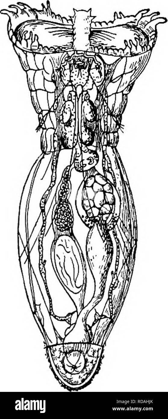 . La biologie d'eau douce. Biologie des eaux douces. 1 iii- 938. Bucinedax Apsilus Forbes vue ventrale. X65. (Après Stokes.) Fig. 9.57. Stephanoceros eich- hormi Ehr. X 60. (Aftet Weber.). Fig. 939. Atrochus tenlacutatus Wierz. X 35. (Après Wierzejski.). Veuillez noter que ces images sont extraites de la page numérisée des images qui peuvent avoir été retouchées numériquement pour plus de lisibilité - coloration et l'aspect de ces illustrations ne peut pas parfaitement ressembler à l'œuvre originale.. Ward, Henry Baldwin, 1865-1945 ; Whipple, George Chandler, 1866-1924. coauteur. New York, John Wiley & Sons, Inc. ; ; [etc. ,Etc. Banque D'Images