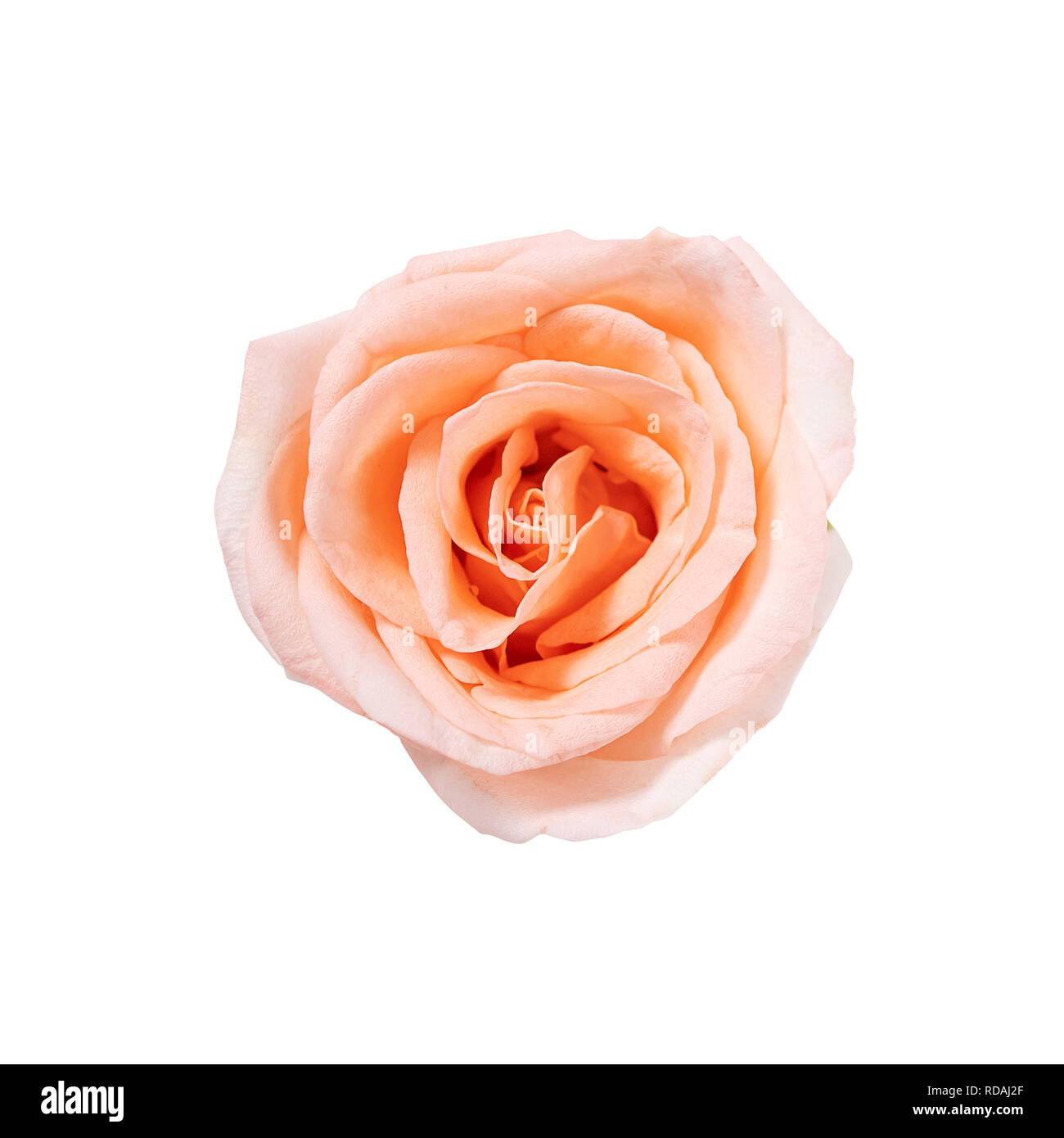 Vue de dessus du seul rose rose fleur qui s'épanouit isolé sur fond blanc avec clipping path Banque D'Images