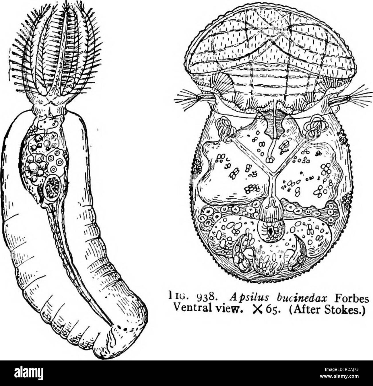 . La biologie d'eau douce. Biologie des eaux douces. 6io-biologie d'eau douce. 1 iii- 938. Bucinedax Apsilus Forbes vue ventrale. X65. (Après Stokes.) Fig. 9.57. Stephanoceros eich- hormi Ehr. X 60. (Aftet Weber.). Veuillez noter que ces images sont extraites de la page numérisée des images qui peuvent avoir été retouchées numériquement pour plus de lisibilité - coloration et l'aspect de ces illustrations ne peut pas parfaitement ressembler à l'œuvre originale.. Ward, Henry Baldwin, 1865-1945 ; Whipple, George Chandler, 1866-1924. coauteur. New York, John Wiley & Sons, Inc. ; ; [etc. ,Etc. ] Banque D'Images