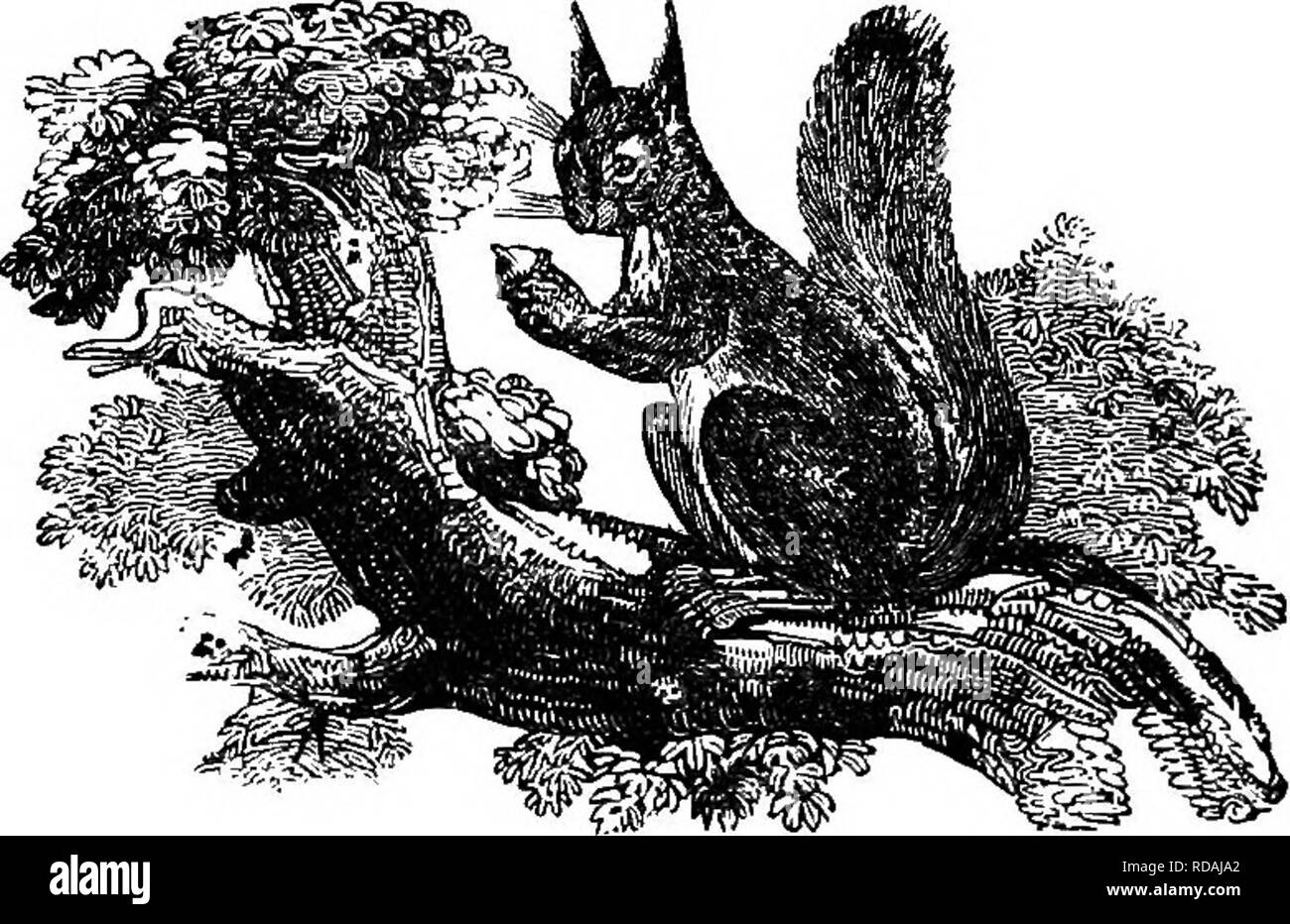 . L'illustre histoire naturelle : comprenant des descriptions des animaux, oiseaux, poissons, reptiles, insectes, etc., avec des esquisses de leurs propres habitudes et caractéristiques . Zoologie. 118 vertébrés. Un autre J RSS, au printemps, sur les bourgeons et les jeunes pousses ; en été sur le mûrissement des fruits- et en particulier les jeunes cônes. L'Écureuil. du pin. En automne il dispose d'un vaste éventail d'un festin ; the acorn, l'filbert, la châtaigne, et la sauvagerie. Cette saison d'abondance, cependant, n'est pas dépensé dans l'exercice ralenti ; peu de prévoyance regroupe des animaux à ce moment ses dispositions pour la victoire Banque D'Images