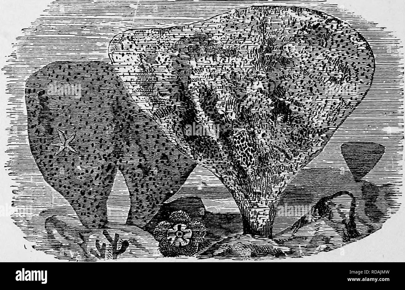 . L'histoire naturelle populaire . Zoologie. S90 S/VN( ?£S. cilia conduisant l'eau dans les torrents incessants, de tourbillons le long de toutes les sortes de particules solides, d'arrêter ceux qui sont utiles pour la digestion, et en rejetant ceux avec lesquels il ne peut l'assimiler. L'extraordinaire objet qui est appelé par le nom de Neptune s Cup est un des plus magnifiques, ainsi que l'un des plus notaule, tribu de l'éponge. Il ne ressemble à un Sporlge ; et lorsqu'un. Neptune's cup.-( Thalassema Neptuni.) spécimen est montré à des personnes qui n'ont aucune connaissance du sujet, ils ne peut presque jamais être maoe à Banque D'Images