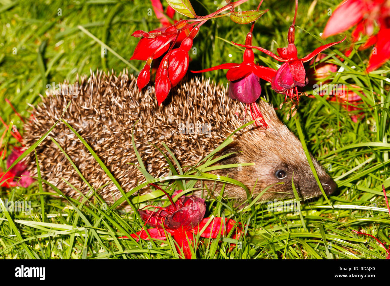 ( Hérisson Erinaceus europaeus ) sous bush Fuschia la nuit dans le jardin,les espèces menacées en raison de laack d'habtat approprié et la nourriture disponible Banque D'Images