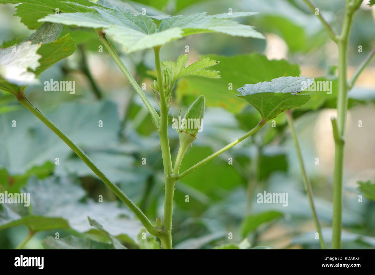 Gombo vert frais dans le jardin. Macro shot, full frame Banque D'Images