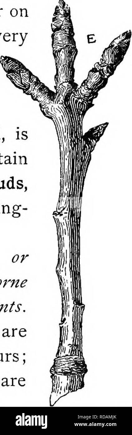 . Beginners' botanique. La botanique. Fig. 148.--Fleur d'abricot, de bourgeons de feuilles. élargie les bourgeons. Les bourgeons qui contiennent ou qui ne produisent que des feuilles sont ceux qui ne contiennent que des fleurs sont des boutons de fleurs ou fruits. Ces derniers se produisent sur la pêche, l'amande, d'abricot, très tôt au printemps et de nombreuses plantes à floraison. La seule fleur émerge de l'abricot bud dans Fig. 147. Un longi- tudinal de ce bourgeon, agrandie, est montré dans Fig. 148. Ceux qui contiennent les deux feuilles et fleurs sont mélangées, comme dans les bourgeons poire, pomme, et la plupart des plantes à fleurs- à la fin du printemps. Bourgeons à fruits sont généralement plus robustes ou plus épais que les bourgeons à feuilles. Ils sont bo Banque D'Images