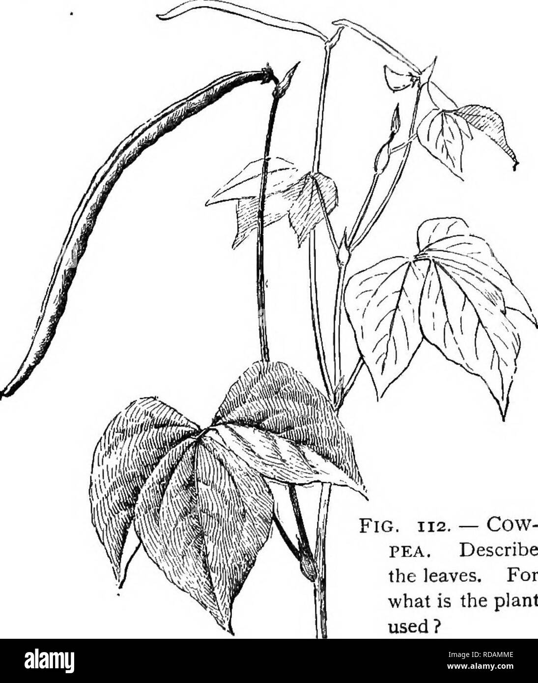 . Beginners' botanique. La botanique. Laisse-LA FORME ET LA POSITION 85 vous savez de nervation parallèle les feuilles qui ont lobées ou gyrus mar- gins ? 60. Que deviennent les feuilles mortes ? 61. Pourquoi n'y a pas d'herbe ou d'autres sous-bois de pins et de sapins ? 62. Nom plusieurs feuilles qui sont utiles pour les décorations. Pourquoi sont-ils utiles ? 63. Quels sont les arbres à proximité sont plus réputés comme arbres de l'ombre ? Quelle est la nature de leur feuillage ? 64. Pourquoi les entrenoeuds si longtemps dans les choux à l'eau et les gourmands ? 65. Comment les caractères du feuillage dans le maïs ou le sorgho sont différentes lorsque les plantes sont cultivées en lignes ou de diffusion ? Banque D'Images
