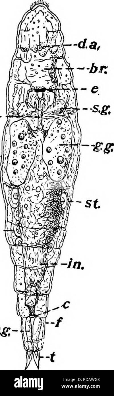 . La biologie d'eau douce. Biologie des eaux douces. La roue ANIMALCULES ROTATORIA) 555 (grande famille de Notommatidae, et il y a beaucoup de raisons d'beheve que tous les autres les rotifères ont été dérivés de formes essentiellement semblables à ceux trouvés dans cette famille. Les différents membres de l'Notommatidae sont tellement semblables qu'il n'est guère nécessaire de sélectionner précisément certains une espèce pour un type. Mais il sera bien en suivant ce compte d'avoir à l'esprit un tel animal comme Proales (Fig. 856), ou des Notommata truncata (Fig. 857, A et B), ou sur Copeus.- fng ;- ^m. Veuillez noter que ces images sont extraits f Banque D'Images