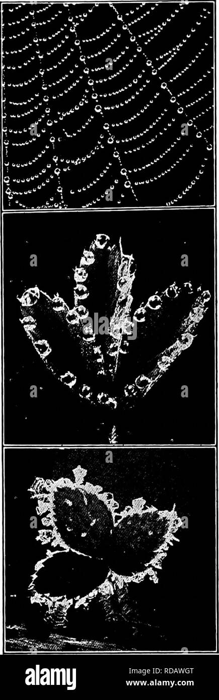 . Manuel d'étude de la nature pour les enseignants et les parents, en fonction de la nature de l'étude de Cornell de dépliants. L'étude de la nature. L'étude de la terre 8S3 tainous régions, le brouillard peut être vu en continu et l'ébullition sur un pic de montagne, et pourtant toujours disparaît à un cer- tain distance en-dessous de celle-ci. C'est parce que la température autour du pic est froid et se condense la vapeur d'eau aussi vite que le vent apporte-le, mais la brume passe au-dessus et bientôt rencontre un courant chaud ci-dessous et, presto, il disparaît ! Il est alors pris dans l'atmosphère. Le niveau de base d'un cumulus a une couche d'air plus chaud en dessous de lui, et m Banque D'Images