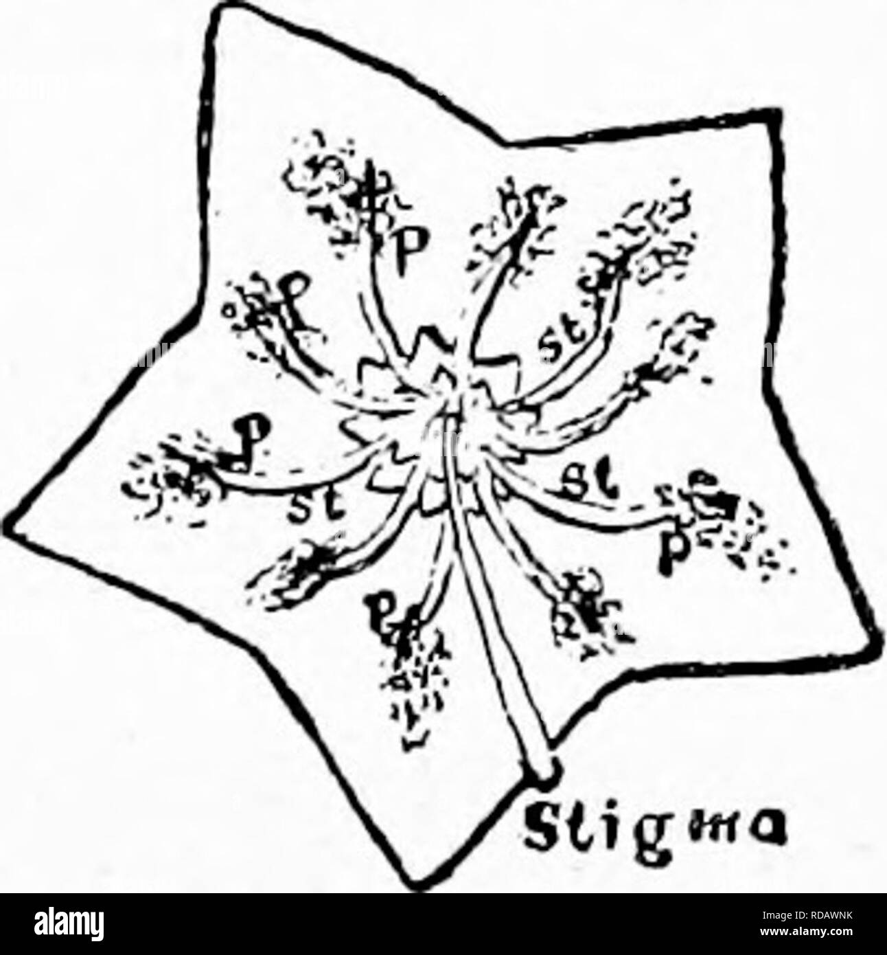 . Manuel d'étude de la nature pour les enseignants et les parents, en fonction de la nature de l'étude de Cornell de dépliants. L'étude de la nature. 8i4 Manuel des Nature-Study dix petits contreforts ou les arêtes est une rainure dans laquelle une étamine est de plus en plus, comme on peut voir en regardant dans une fleur ; anthères chaque est "dirigé" vers la poche qui termine la gorge. Le filament s'allonge et lui enfonce l'anthère dans la poche, puis continue de croître jusqu'à former un ressort en forme d'arc, comme un jeune arbre avec le haut refoulées au sol. L'ouverture est saucerlike fleurs, blanc rosé, et en forme est une étoile à cinq branches. Au th Banque D'Images