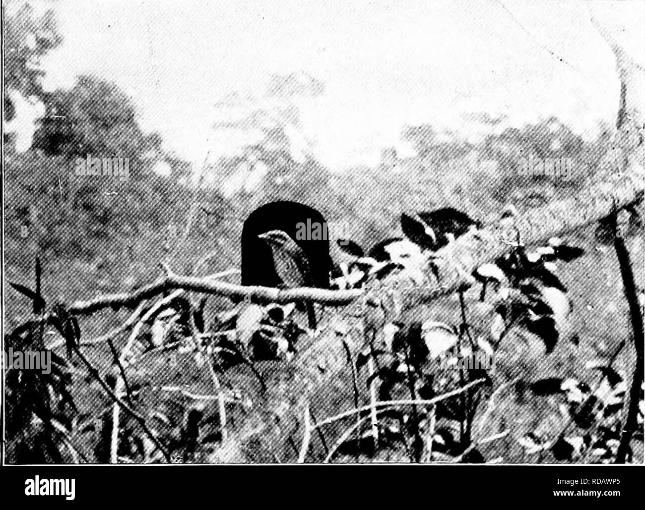 . Notre recherche d'un désert, un compte de deux expéditions ornithologiques au Venezuela et de la Guyane britannique. L'histoire naturelle ; les oiseaux. Le LAC DE HAUTEUR. SI ces fourmis ne sont pas importantes, variant d'un llfth à un tiers de pouce de longueur, de couleur sombre, avec un abdomen rouge plus clair. Jusqu'à ce qu'on s'habitue à ces scènes de carnage la vue est vraiment terrible, surtout quand on se couche à plat et prend une fourmi vue d'ensemble de la tenue de combat. Pourtant, c'est le iierceness et Furie sauvage d'un côté et la terreur sans espoir ou efforts frénétiques pour s'échapper de la part des victimes qu'il a besoin mais Banque D'Images