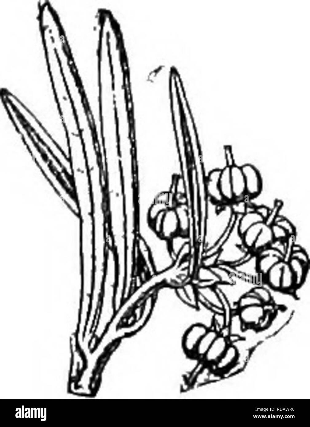 . Gray's nouveau manuel de botanique. Un guide des plantes à fleurs et de fougères de l'Europe centrale et nord-est des États-Unis. La botanique. 844. A. polifolia. Fin de x  % de la direction générale de la fructification. L'homme,. Gie octobre. 845. § 2. PORTtFNA (Nutt.) gris. Corolle ovoïdes-urceolate ; chaque cellule d'anthères portant une deflexed scobiform ; awn seeds. 3. A. florib;inda Pursh. Très feuillue, 5-15 dm. branchUts haute ; les jeunes, etc., strigose-pubescent ; feuilles lancéolées- oblongues, acuminées, aiguë ou oiliate serrnlate-glandulaire, avec en dessous, 4-6 cm. de long ; en racèmes terminaux bondés court panicules, densément fleuri. {Pieris B. Banque D'Images