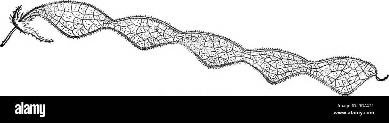 . Gray's nouveau manuel de botanique. Un guide des plantes à fleurs et de fougères de l'Europe centrale et nord-est des États-Unis. La botanique. * * Stipules lancéolées, de plus petite taille et en forme d'alêne, panicleA moins persistants ; racèmes simples 6. D. glabSllum (Michx.) DC. Ainsi, glabres ou presque ; dépliants couchées ovées ou ovées-oblongues, rathier obtus, beaucoup plus faible que dans les deux précédents (3-6 cm. de long) ; corolle pourpre 2-4 gousses ; cardan, télévision, l'ovale- joints rhomboïdale scabreuses minutieusement à travers. (Z). humifusum Beck ; Meibomia gla- bella Ktze.) - sol sableux sec, Mass à l'art. Pa., D. glabellam. Md Banque D'Images