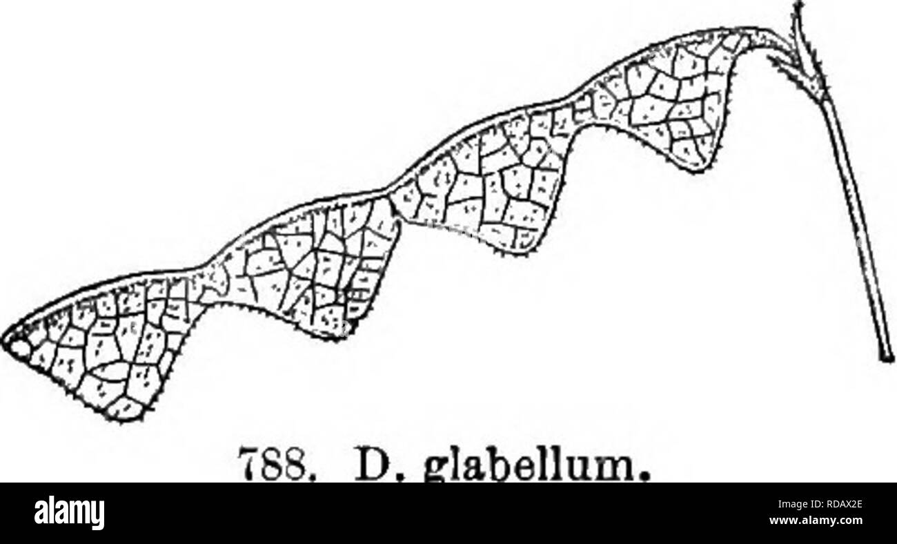 . Gray's nouveau manuel de botanique. Un guide des plantes à fleurs et de fougères de l'Europe centrale et nord-est des États-Unis. La botanique. 520 famille Leguminosae (impulsion). * * Stipules lancéolées, de plus petite taille et en forme d'alêne, panicleA moins persistants ; racèmes simples 6. D. glabSllum (Michx.) DC. Ainsi, glabres ou presque ; dépliants couchées ovées ou ovées-oblongues, rathier obtus, beaucoup plus faible que dans les deux précédents (3-6 cm. de long) ; corolle pourpre 2-4 gousses ; cardan, télévision, l'ovale- joints rhomboïdale scabreuses minutieusement à travers. (Z). humifusum Beck ; Meibomia gla- bella Ktze.) - sol sableux, sec Banque D'Images