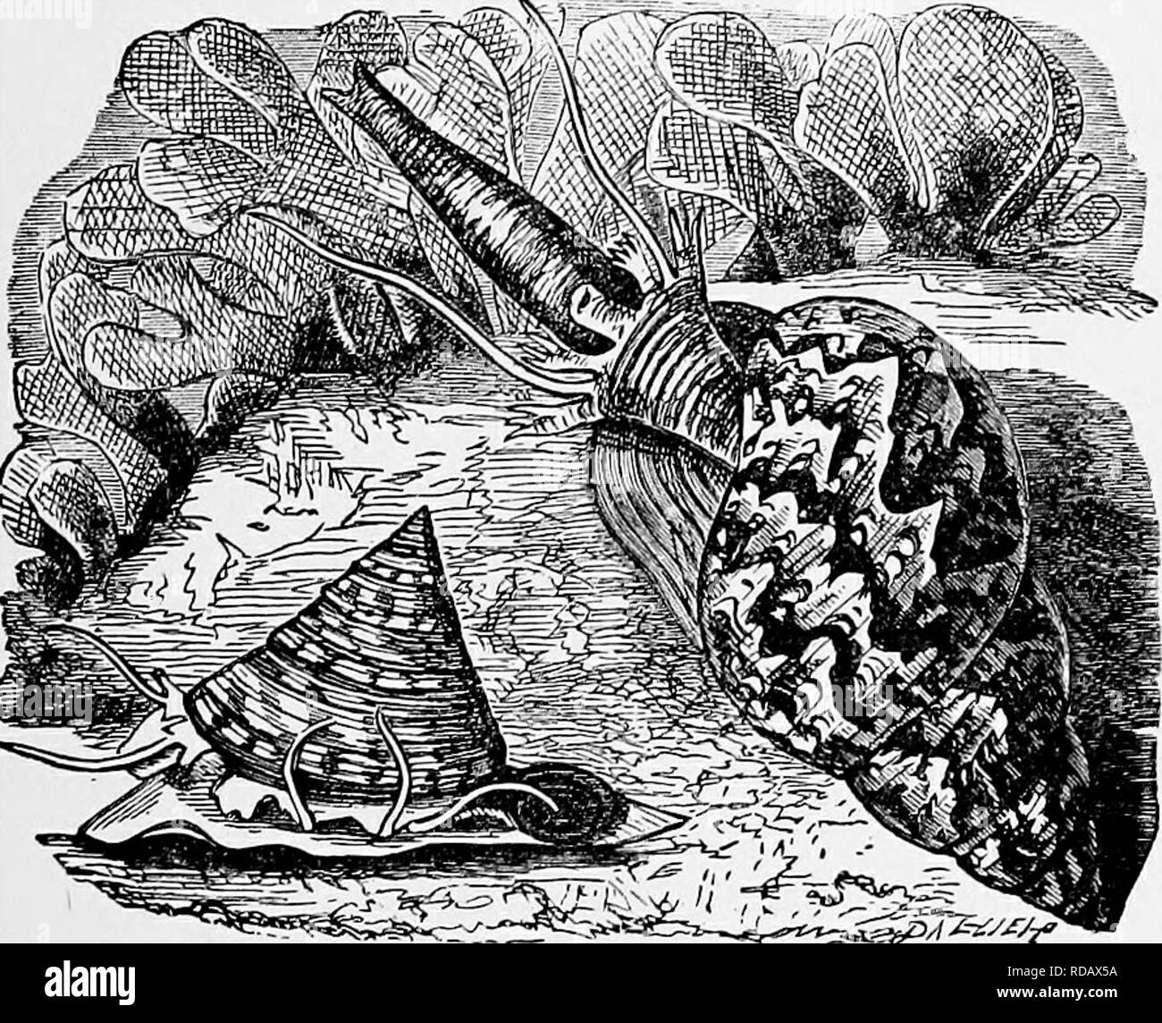 . L'histoire naturelle populaire . Zoologie. . PERlViriNKLE{- litorea Litorina.). Haut de la commune.- zixyphinus^ troca(FAISAN AUSTRALIENNE.-{Fhasianelli SHELL Australis.) leurs frondes. Ils peuvent se déplacer avec une certaine vitesse, la nature double du pied l'aide grandement dans la progression. Le petit a fait le shell sur le côté gauche de l'illustration est le bien connu Haut de nos côtes. Cette httle shell, qui est ici représentée de la grandeur nature, est l'un des L L. Veuillez noter que ces images sont extraites de la page numérisée des images qui peuvent avoir été retouchées numériquement pour plus de lisibilité - coloratio Banque D'Images