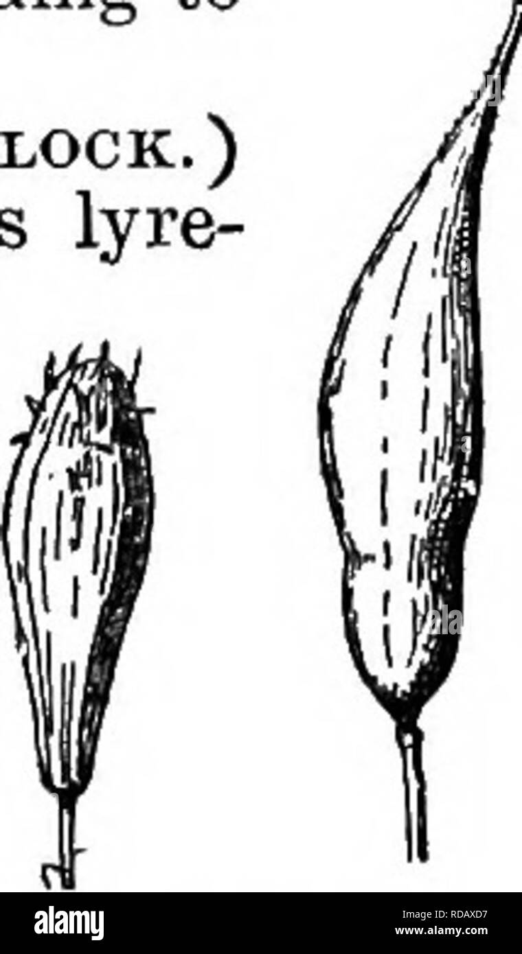 . Gray's nouveau manuel de botanique. Un guide des plantes à fleurs et de fougères de l'Europe centrale et nord-est des États-Unis. La botanique. CRTJCIFEEAE (famille de la moutarde) 42' ! 1. Ch. SATiTA (L.) Crantz. Annuel ; feuilles lancéolées et en forme de flèche ; gousses grande (6-7 mm. de large), sur des pédicelles 1.2-3 cm. de long.-Un mal de mauvaises herbes des champs nouvellement plantées, etc. (Nat. de l'UE.) EiG. 750. 750. 0. sotiva. 2. Ch. mickooArpa Andrz. Plus svelte ; partie de la fructification racemes long ; pédicelles 8-18 mm de longueur ; 14. x racème gousses plus petites, 4-5 mm. de large. (C. silvestris Wallr.) - Des routes, des champs nouvellement ensemencées, etc. (Nat. f Banque D'Images