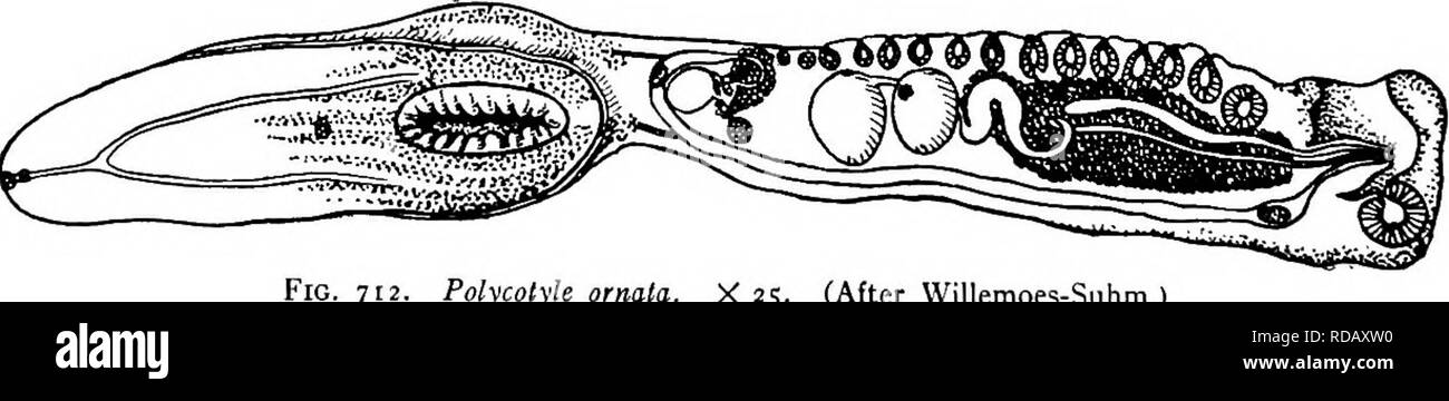 . La biologie d'eau douce. Biologie des eaux douces. Fig. VII. Craterum Hemistomum. Vue ventrale. Magniiied. (D'après Barker.) 164 (163) région antérieure, en forme de coupe circulaire antérieure avec entrée privée. Strigea Abildgaard 1790. Eoloslomum fréquemment appelés, un nom de date ultérieure. Région antérieure o3 à partir de la flèche par rainure circulaire postérieur. Région latérale aplati ventralement d'une tasse, avec la bouche à l'extrémité antérieure dissimulés dans cette tasse de petits acetab- ulum et postérieur d'organes adhésifs en forme d'une extension de la papille à^ bouche de tasse. Dans un pore génital génitale bien développés ; l'ouverture du cône terminal. Un nord Banque D'Images